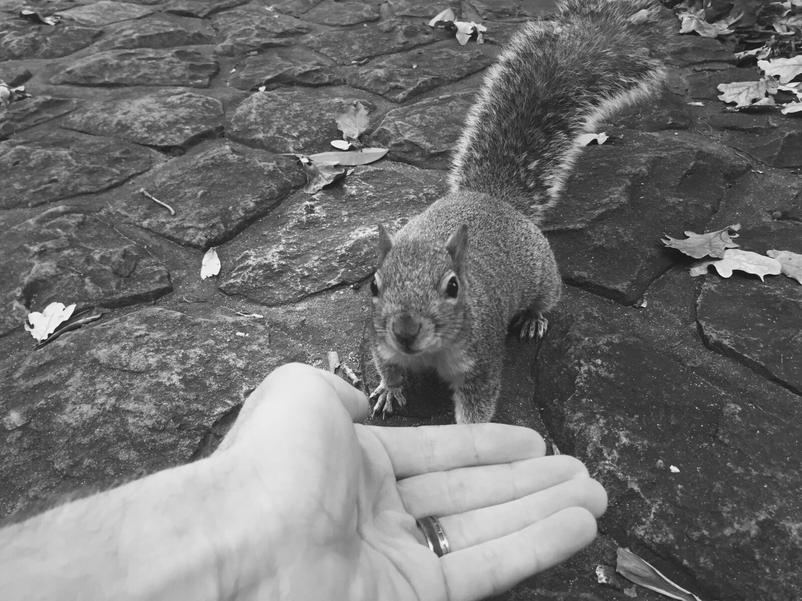 Apple iPhone 6 sample photo. Animal, feed, garden, hand photography