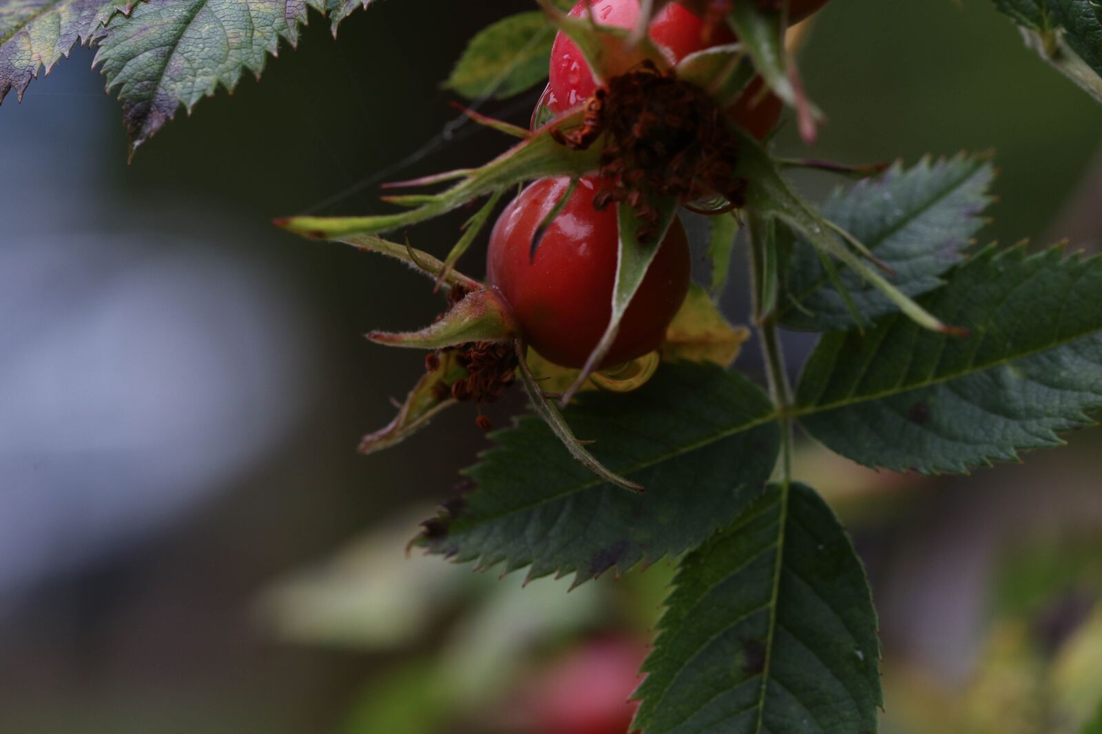 Canon EOS 7D Mark II sample photo. Rose-hip, herb, growth photography