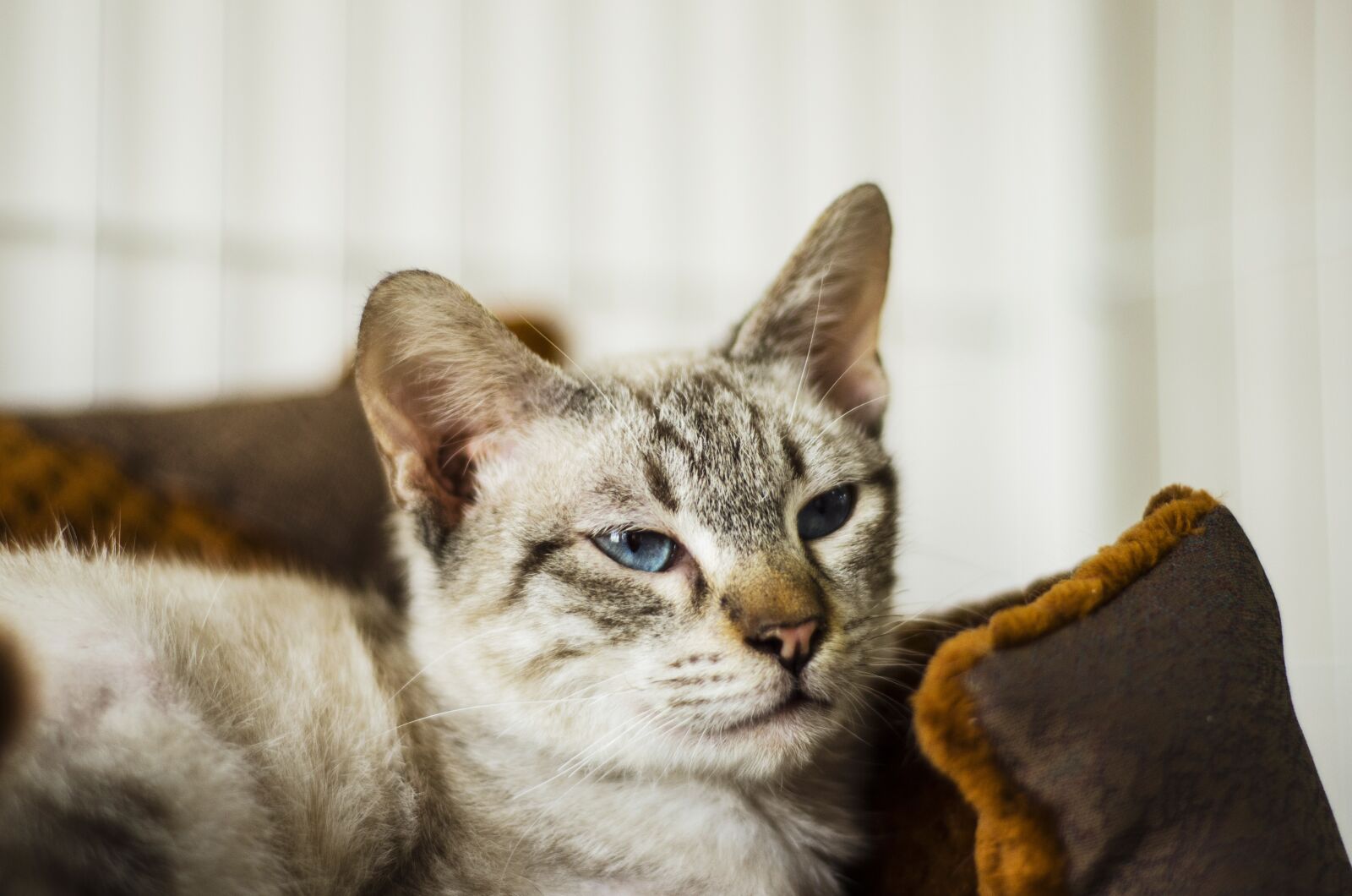 Nikon D7000 sample photo. Animal, cat, cute photography