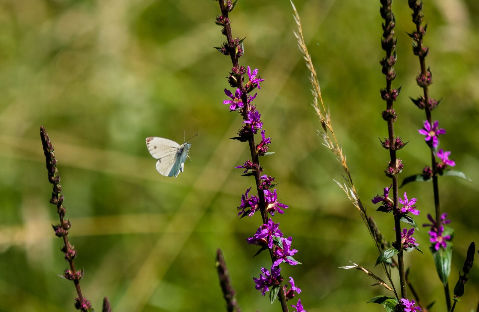 Canon EOS 80D sample photo. Butterfly, insect, nature photography