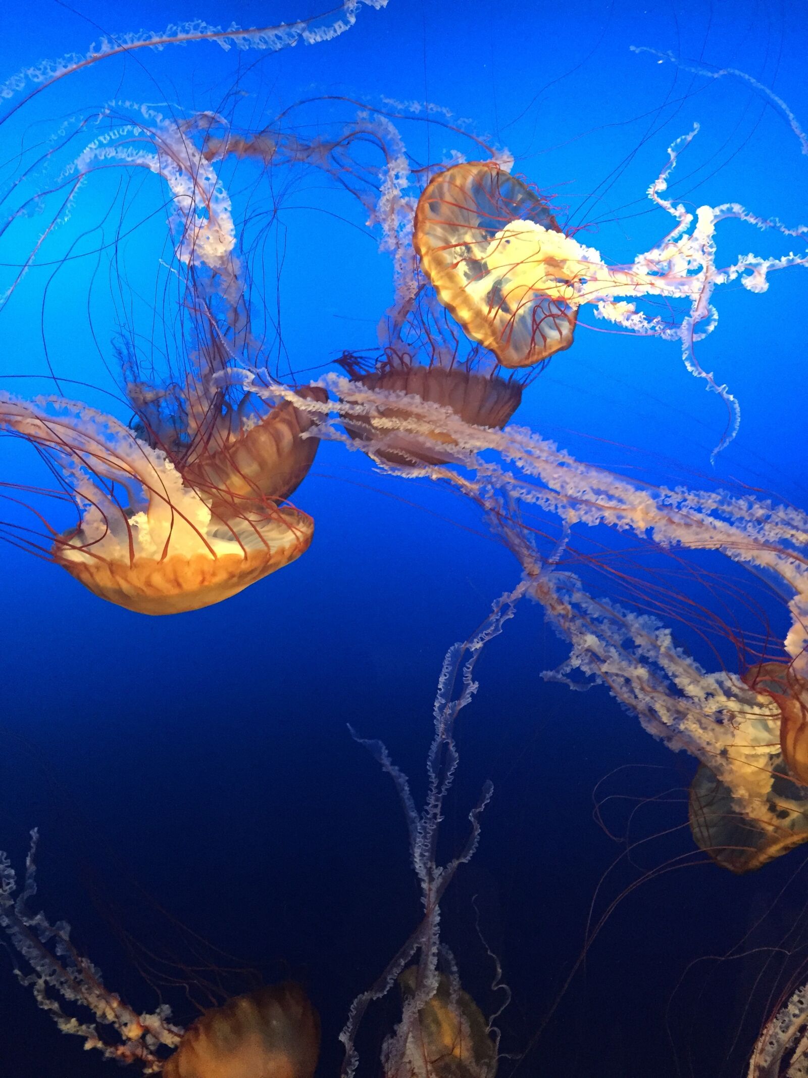 Apple iPhone 6 sample photo. Jellyfishes, ocean, sea photography