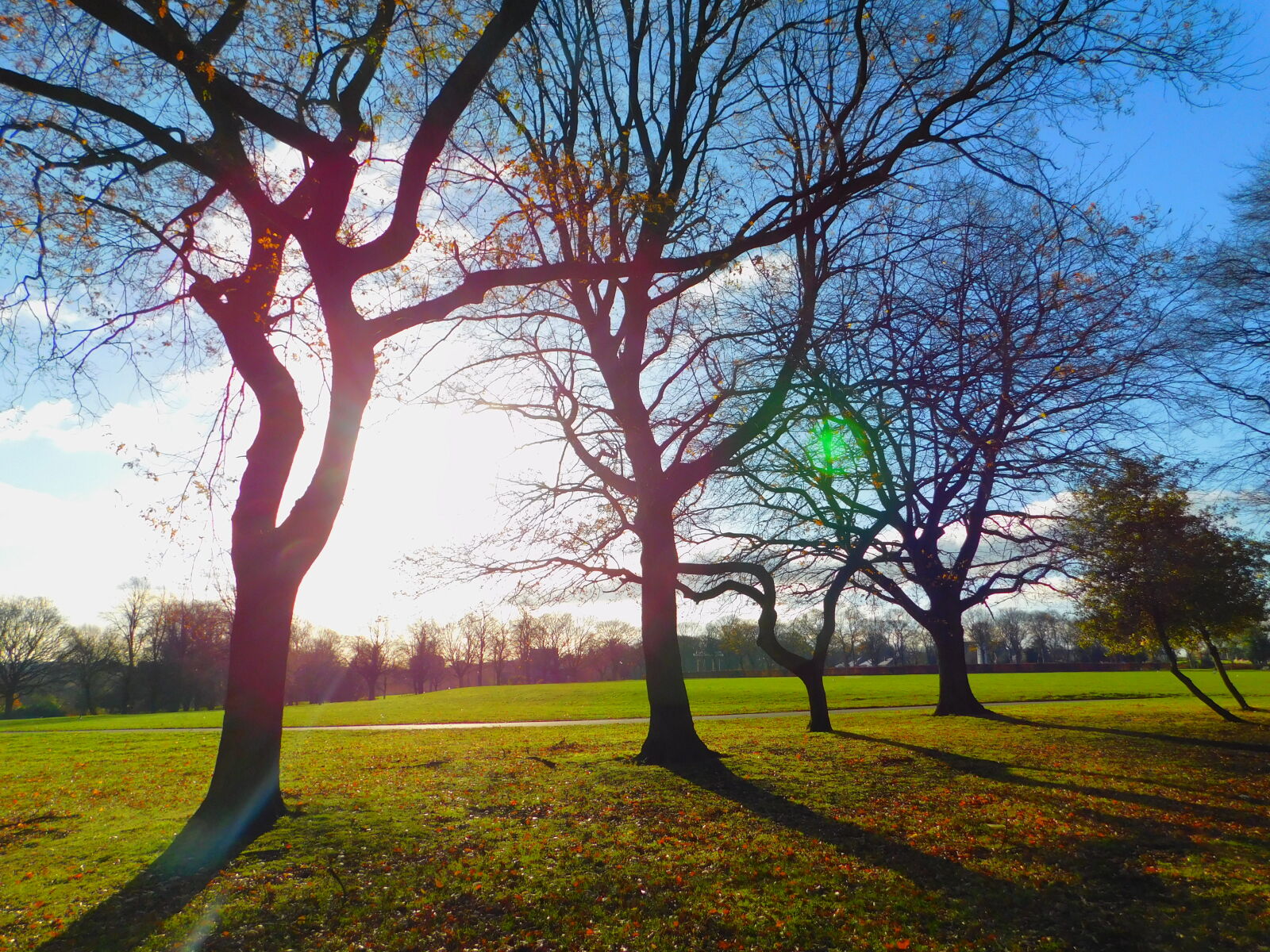 Nikon Coolpix B500 sample photo. Bare, trees photography