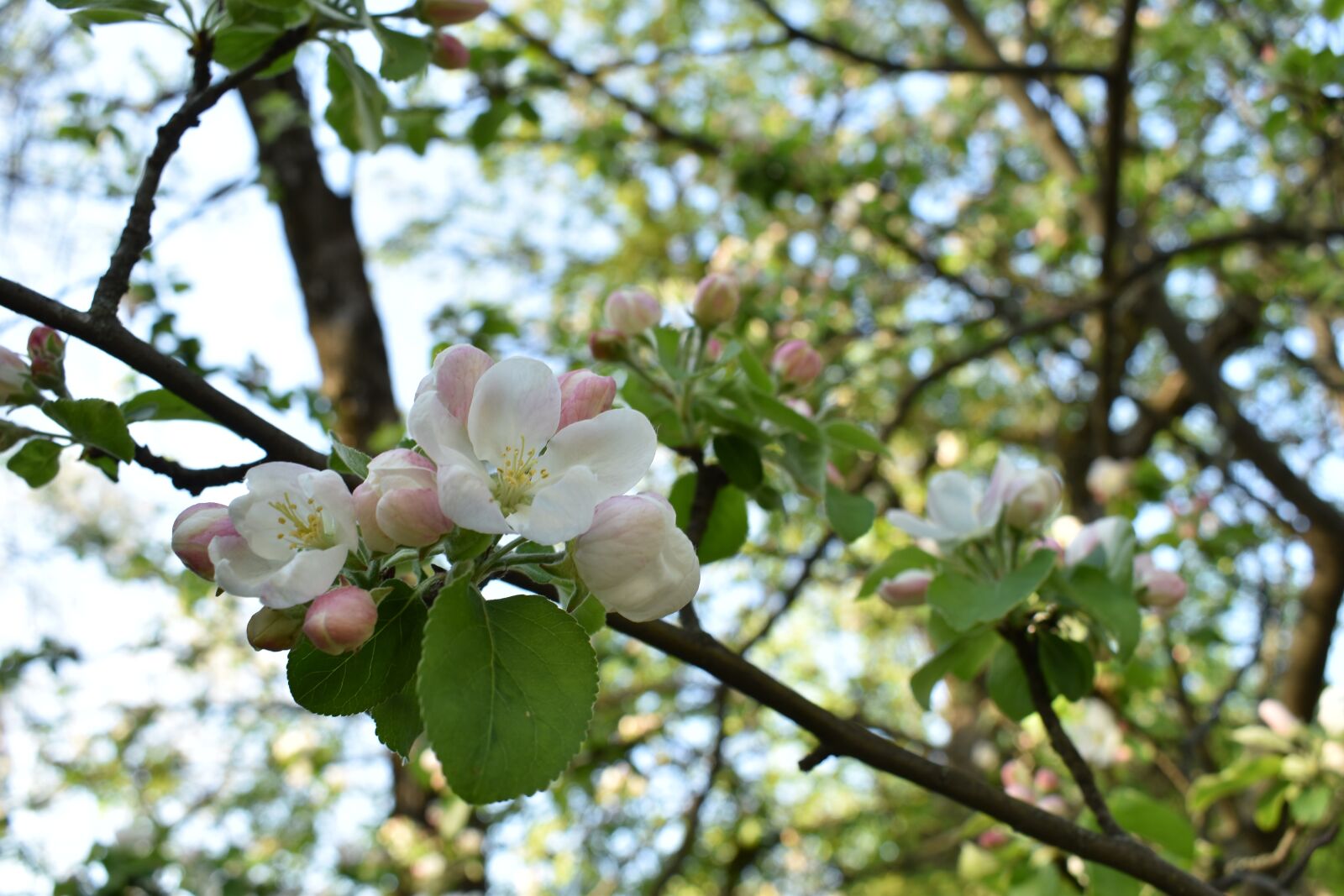 Nikon D3500 sample photo. весна, цветение, яблоня photography