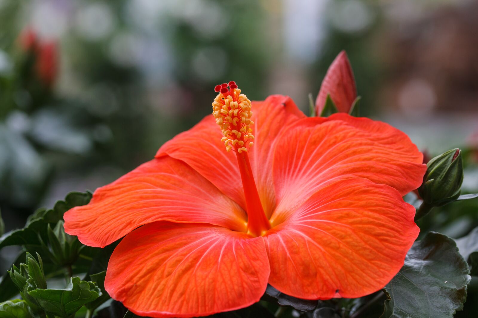 Canon EOS 550D (EOS Rebel T2i / EOS Kiss X4) sample photo. Hibiscus, marshmallow, mallow photography