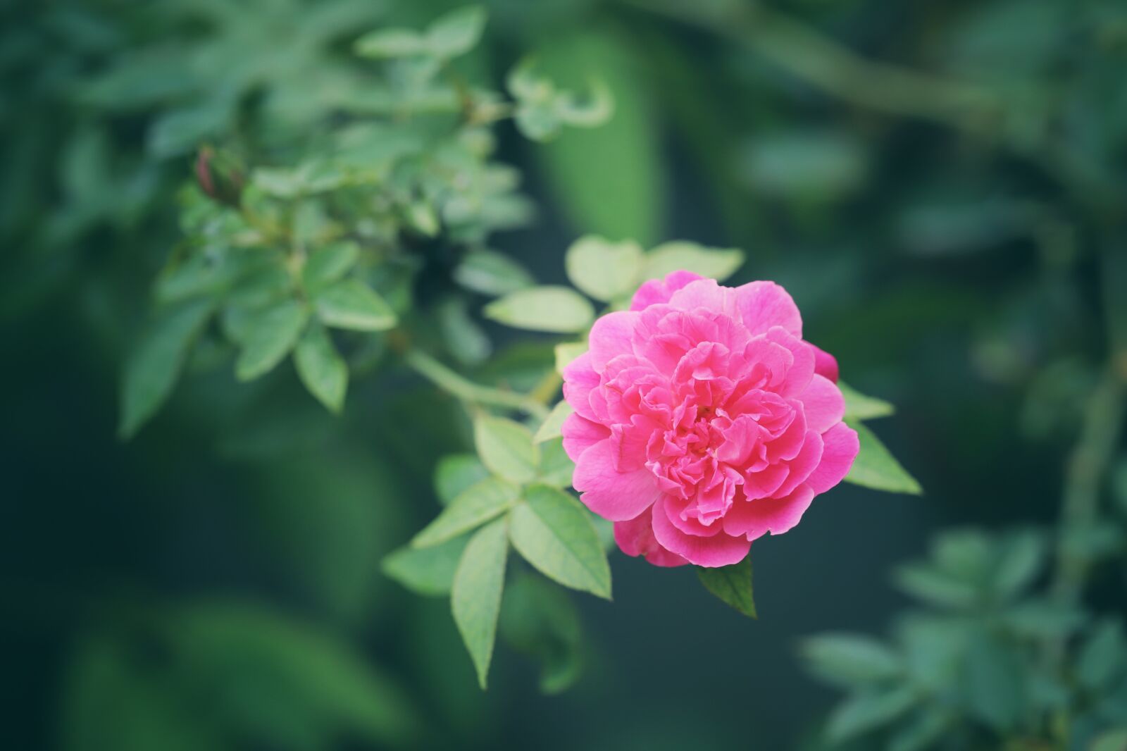 Canon EF 100mm F2.8L Macro IS USM sample photo. Macro, flower, throat photography