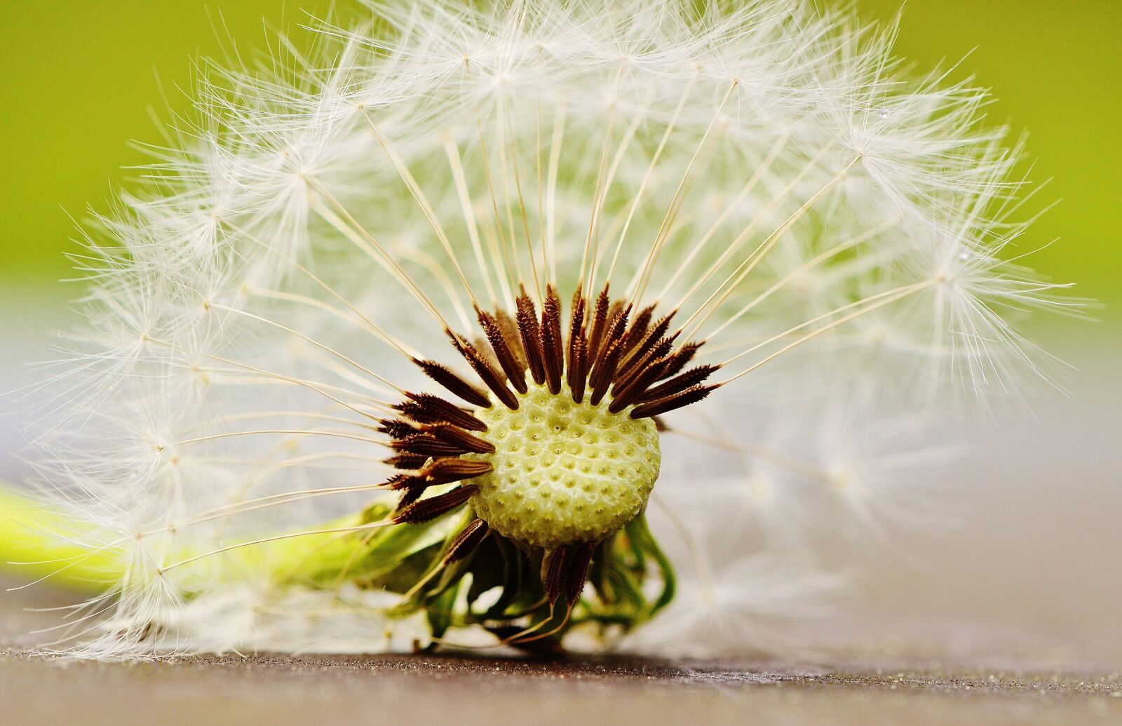 Nikon D3200 sample photo. Dandelion, plant, nature photography