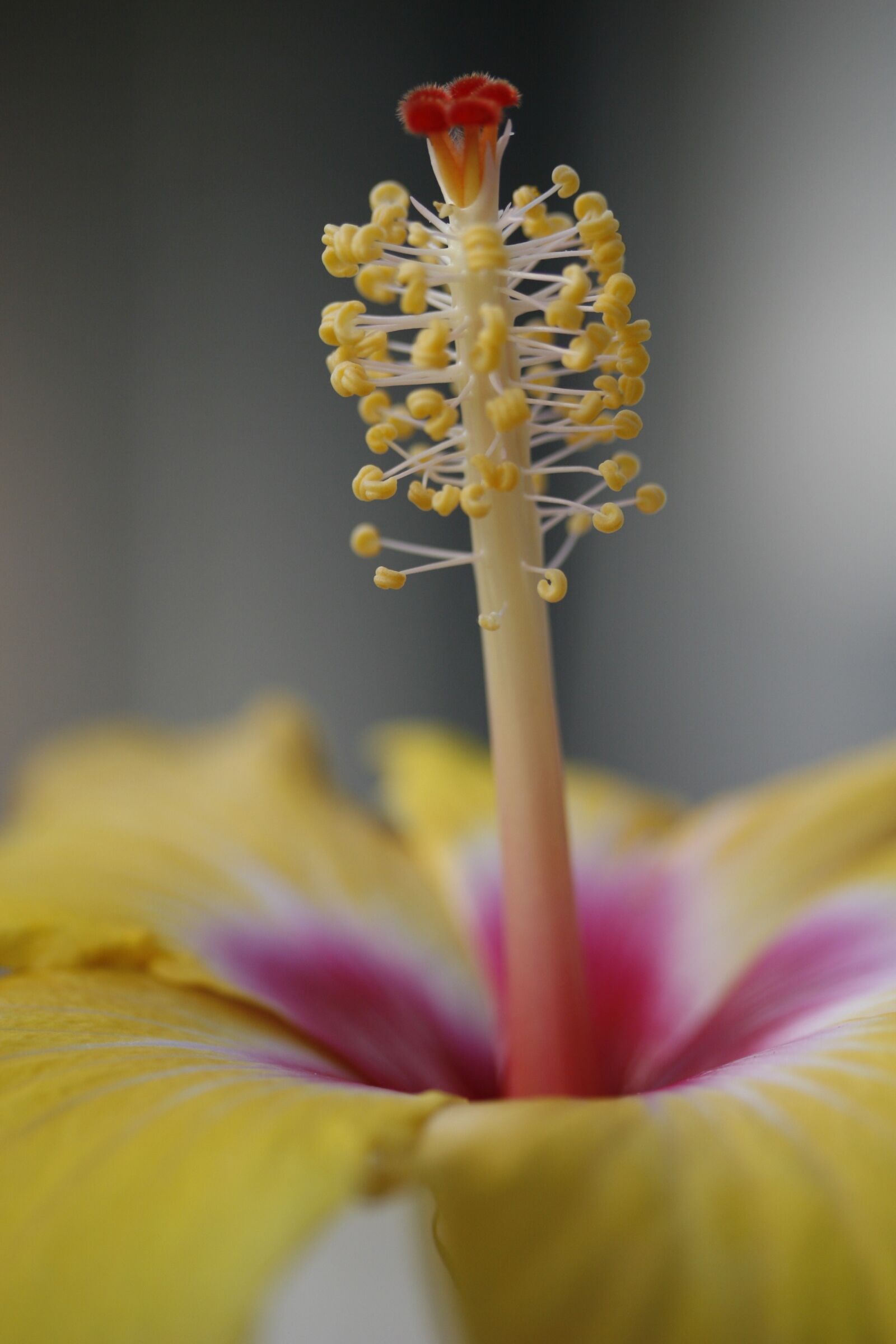 Canon EOS 30D sample photo. Yellow, flower, pollen photography