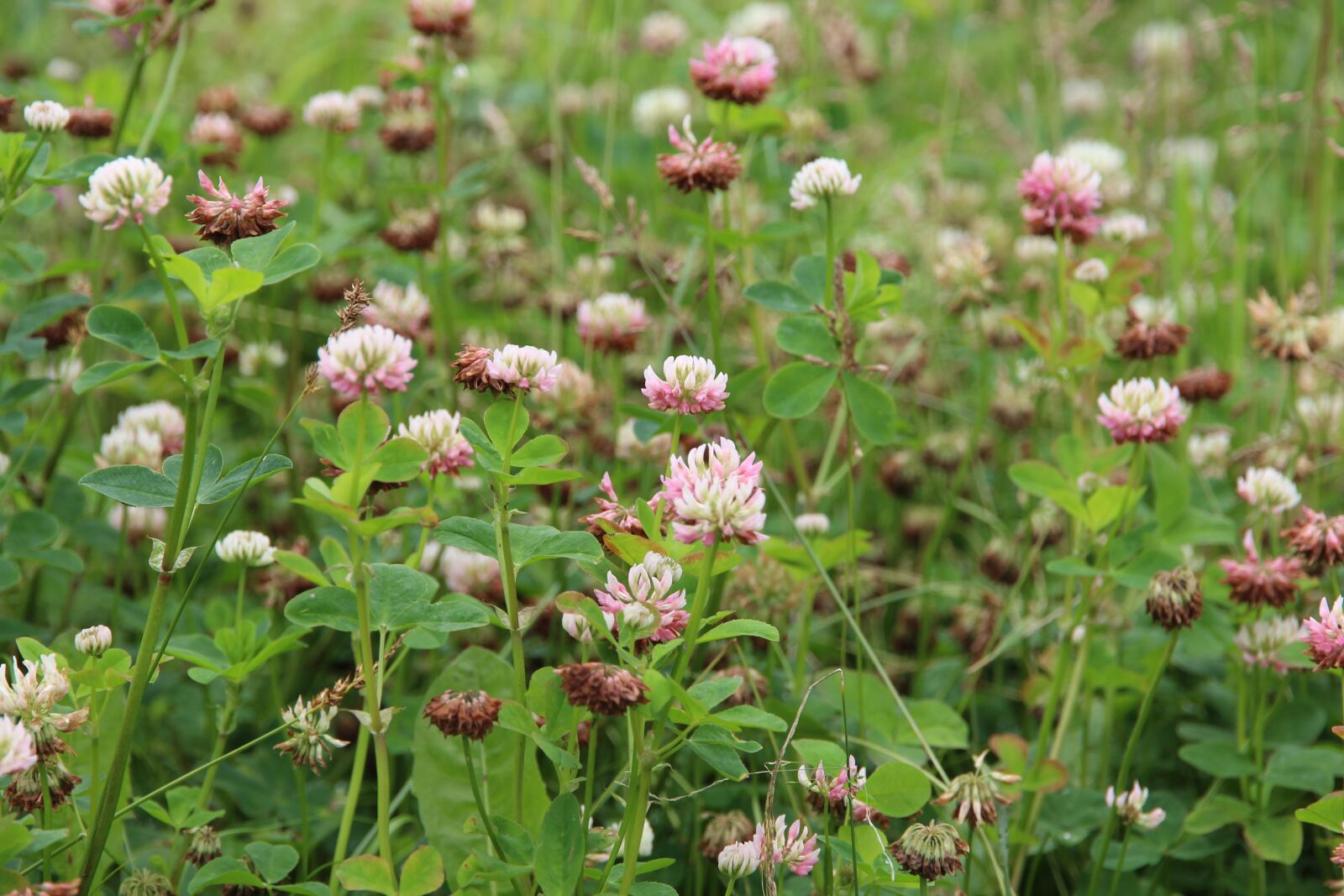 Canon EF-S 15-85mm F3.5-5.6 IS USM sample photo. White clover, grass, summer photography