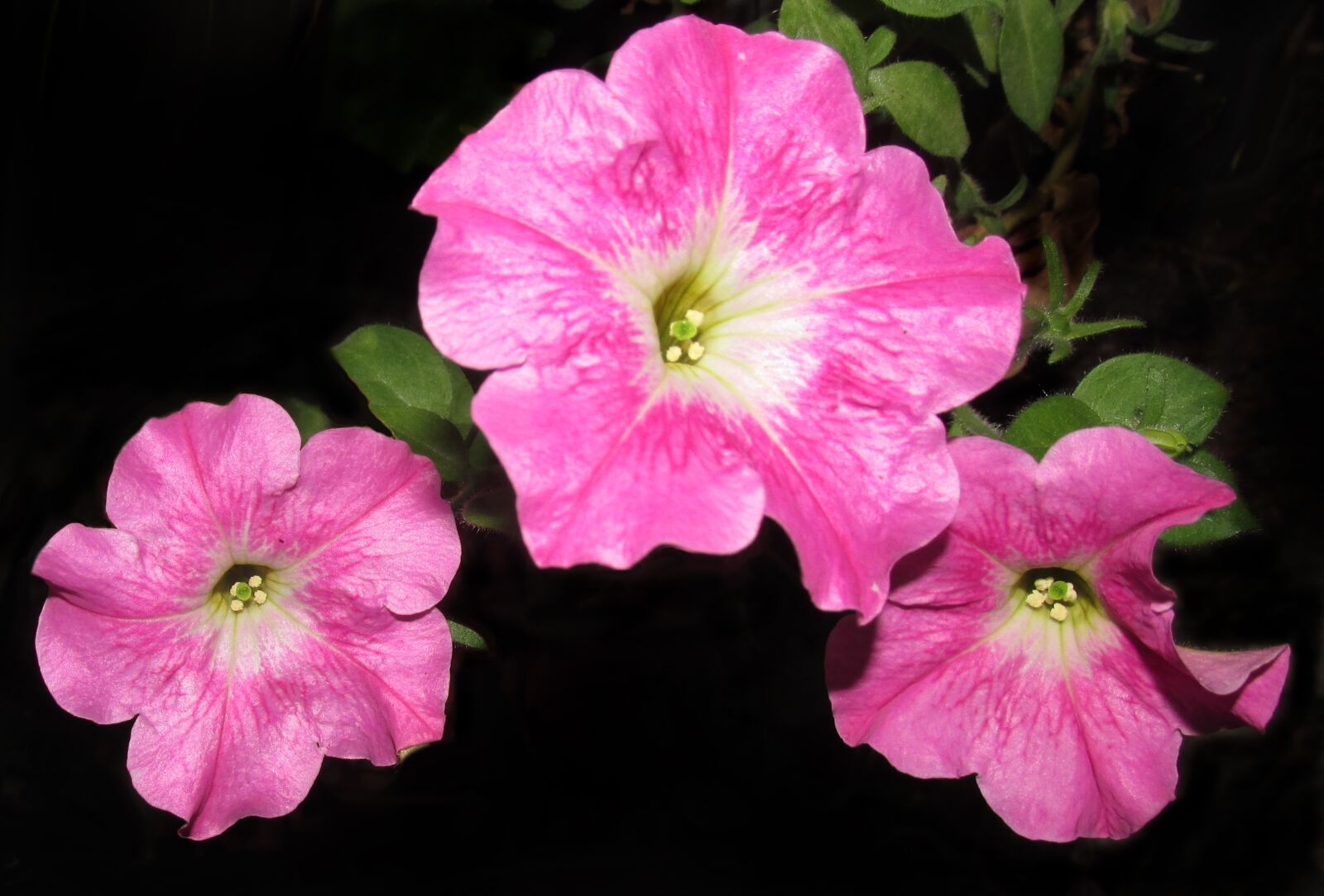 Canon PowerShot SX170 IS sample photo. Flowers, pink, petunias photography