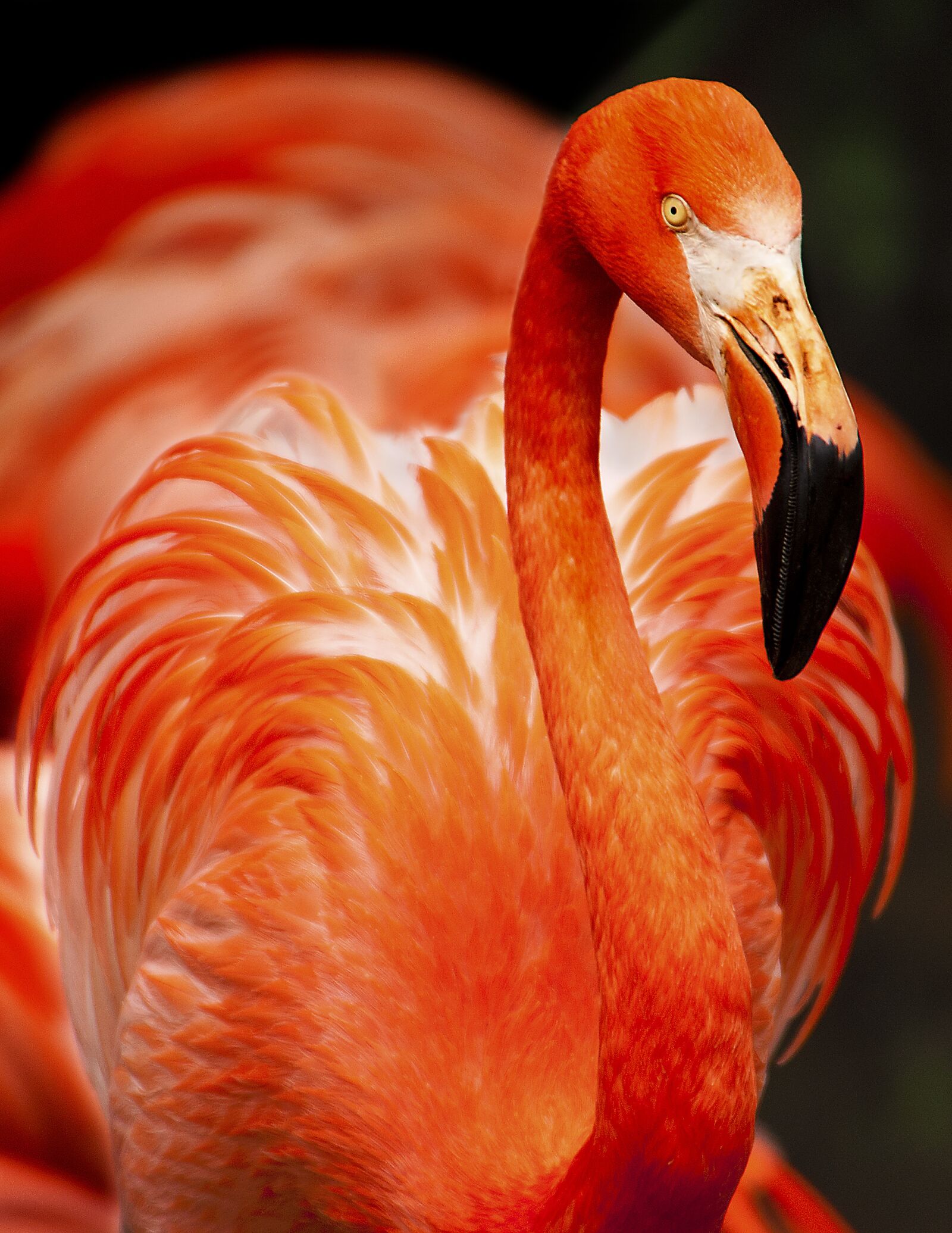 Nikon D300 sample photo. Animal, flamingo, avian photography
