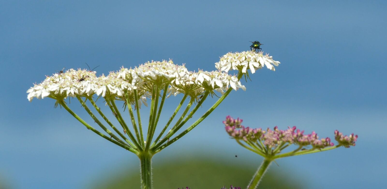Nikon D7100 sample photo. Nature, sky, flower photography