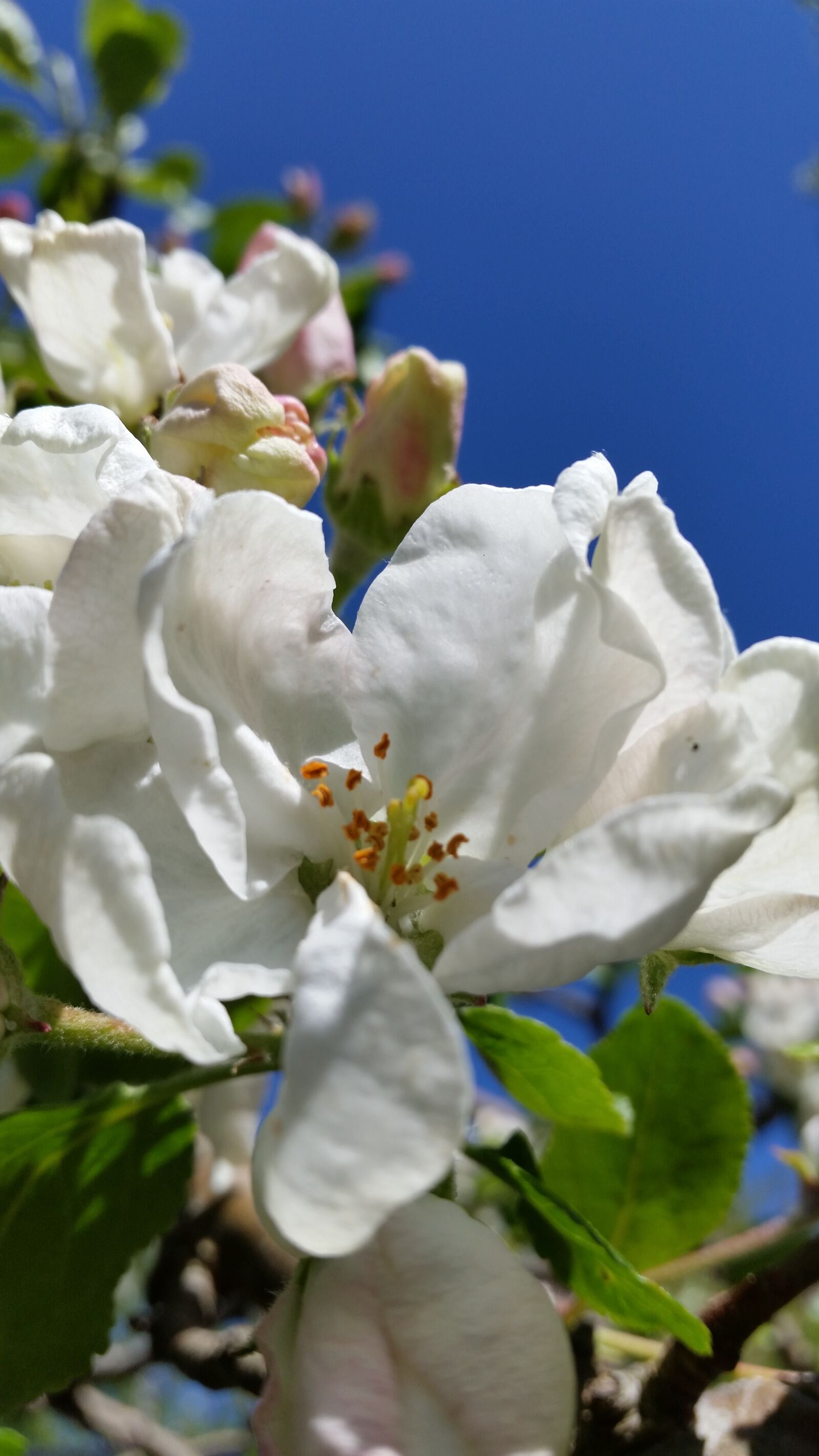 Samsung Galaxy S5 sample photo. Apple blossom, white, flower photography