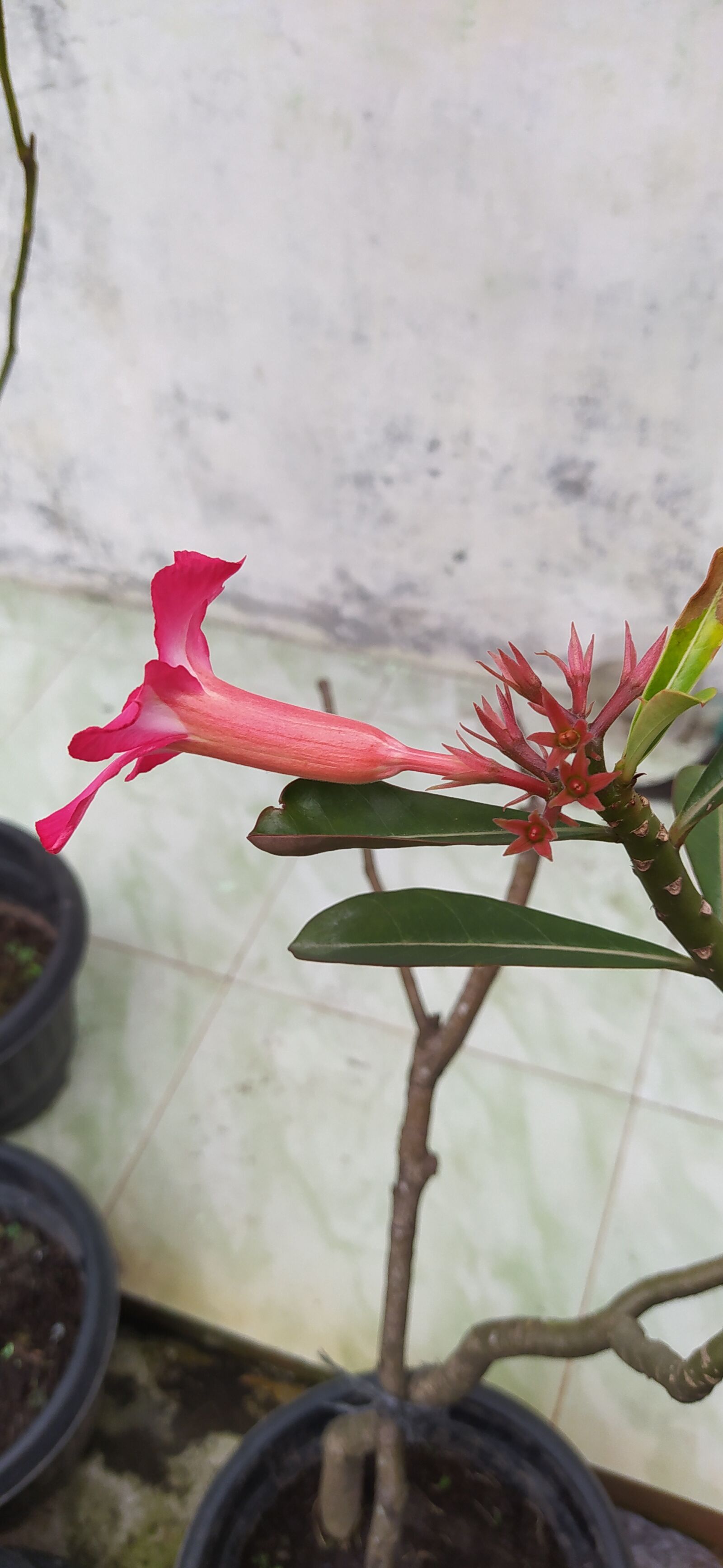Xiaomi Redmi Note 8 sample photo. Cambodia, flowers, beautiful photography