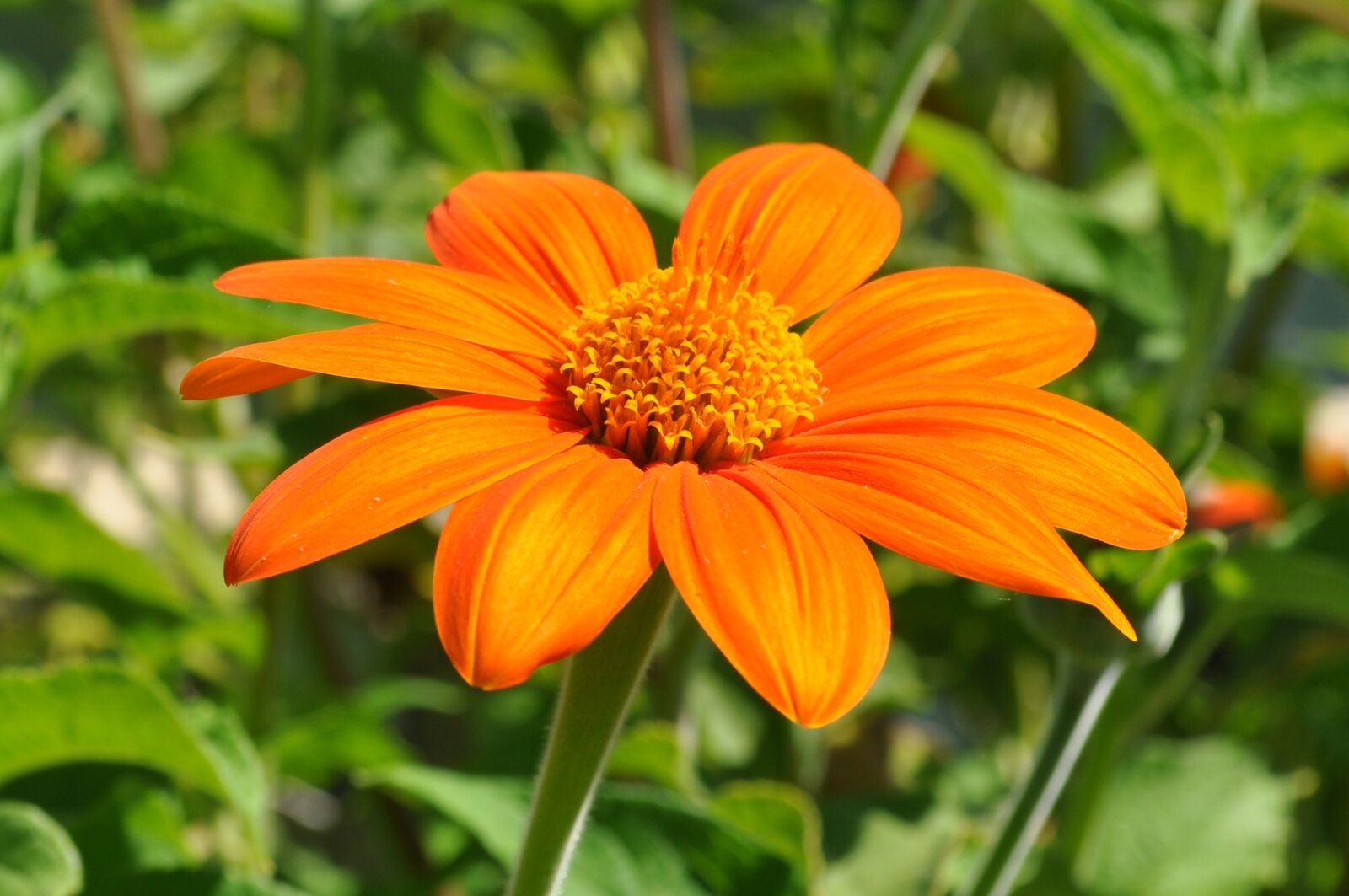 Nikon D5000 sample photo. Blossom, flower, plant photography