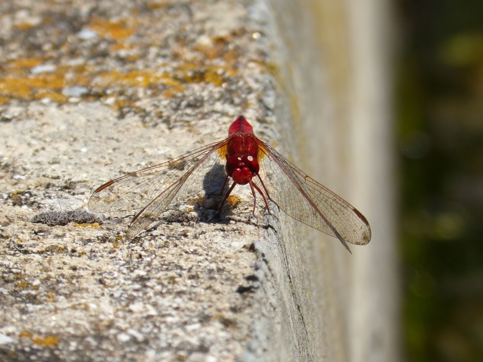 Panasonic DMC-FZ62 sample photo. Red dragonfly, raft, erythraea photography