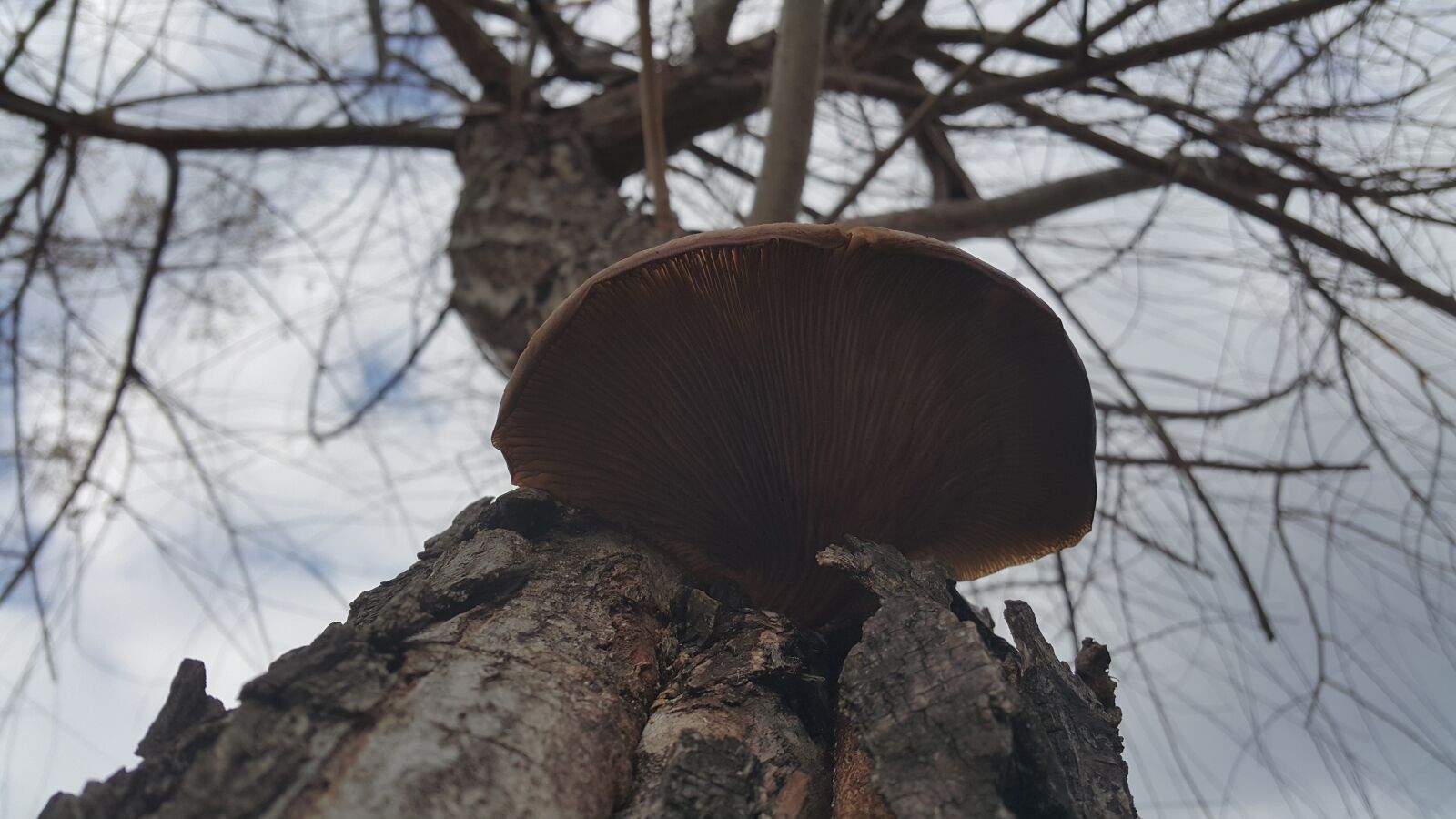 Samsung Galaxy Note4 sample photo. Mushroom photography
