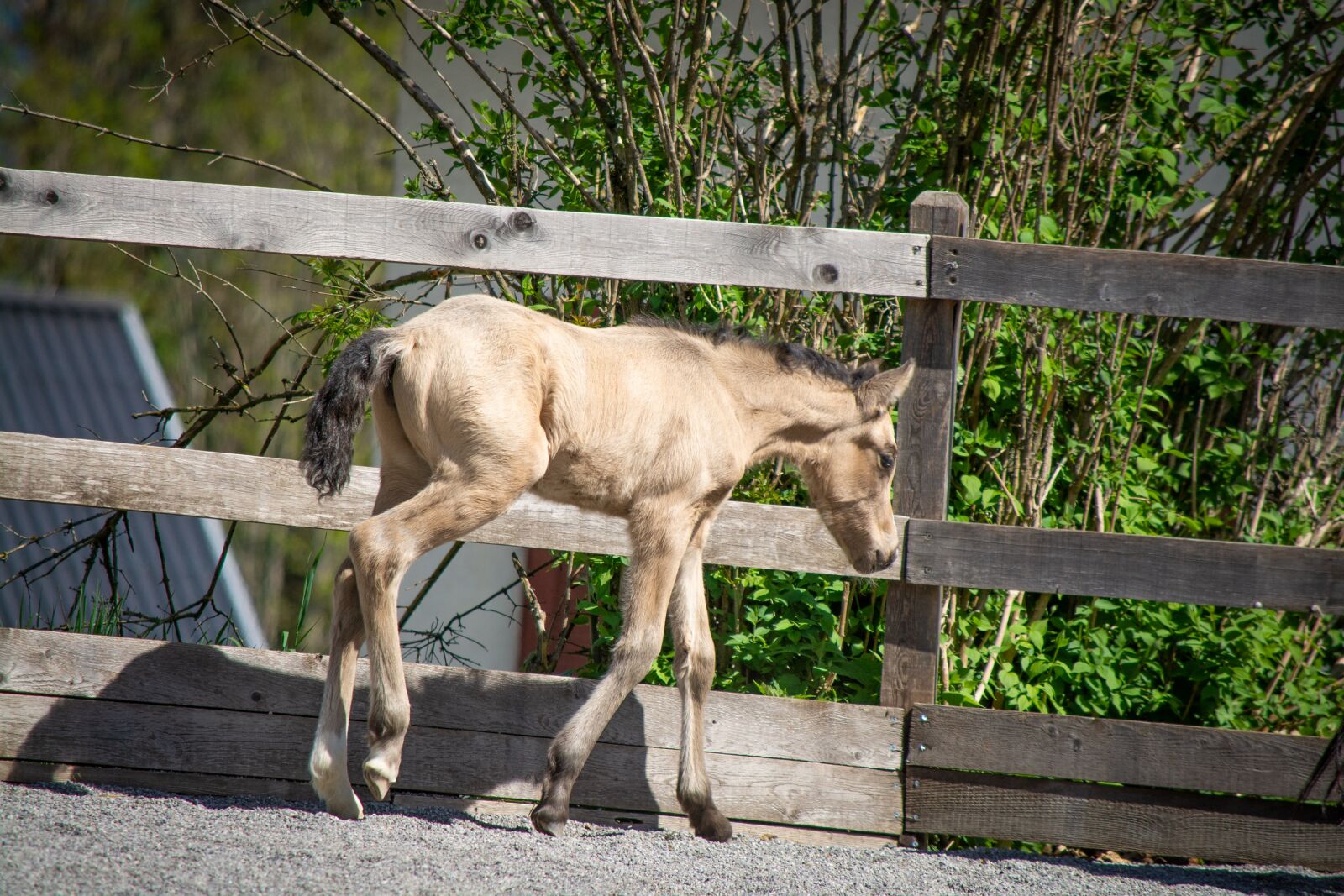 Nikon D7100 sample photo. Foal, riding pony foal photography