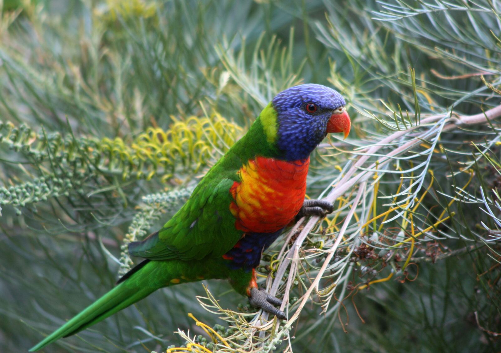 Canon EOS 400D (EOS Digital Rebel XTi / EOS Kiss Digital X) sample photo. Parrot, bird, lorikeet photography