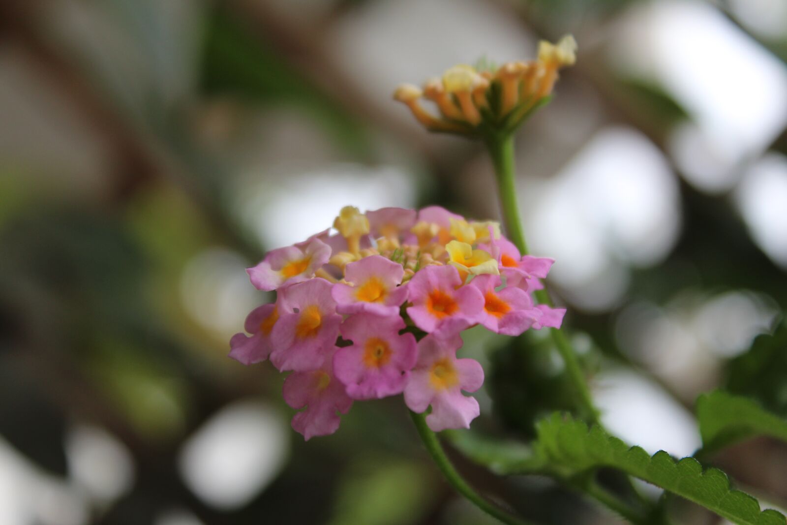 Canon EOS 1300D (EOS Rebel T6 / EOS Kiss X80) sample photo. Nature, flower, bloom photography