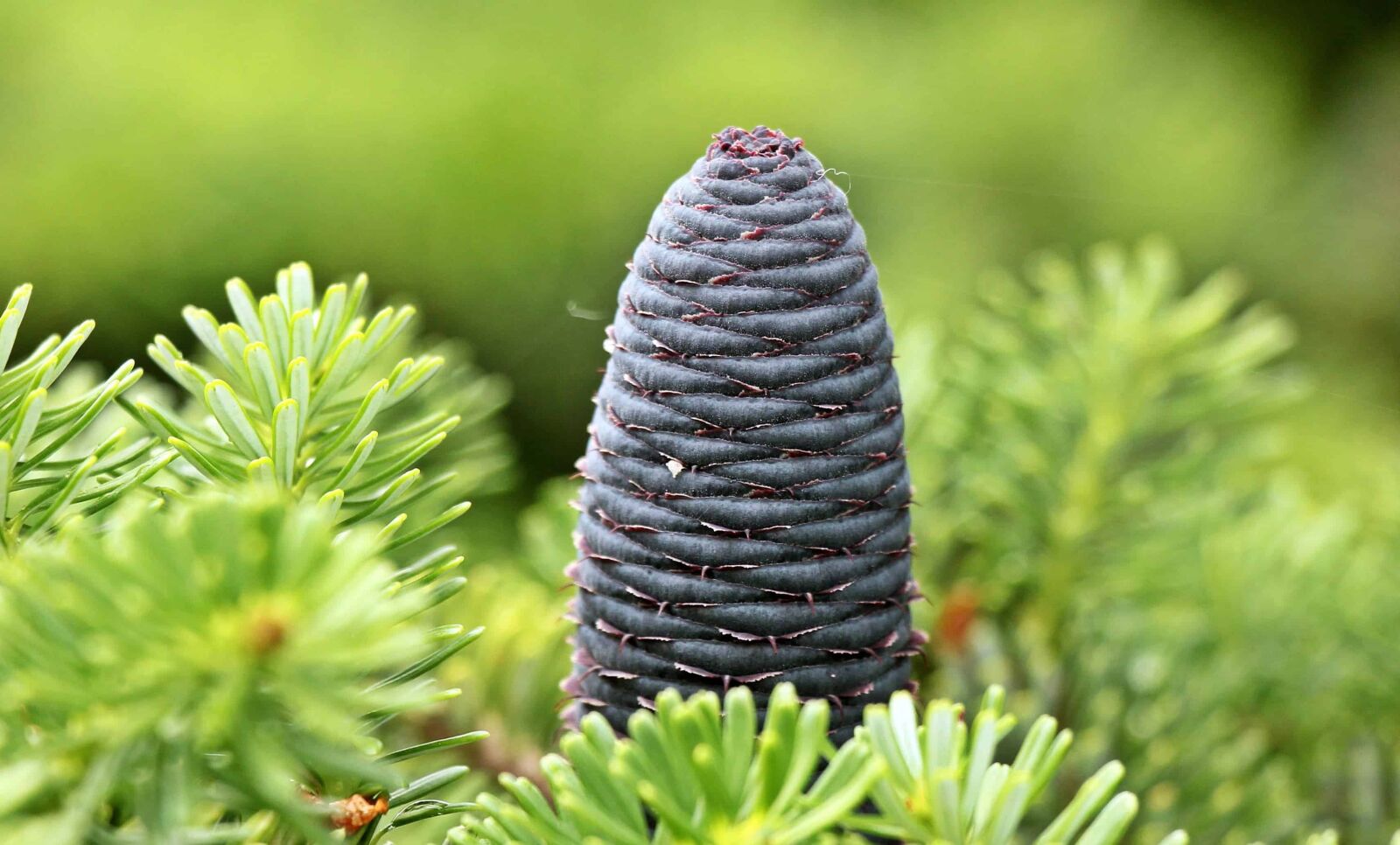 Canon EOS 550D (EOS Rebel T2i / EOS Kiss X4) sample photo. Pine tree, flora, tree photography