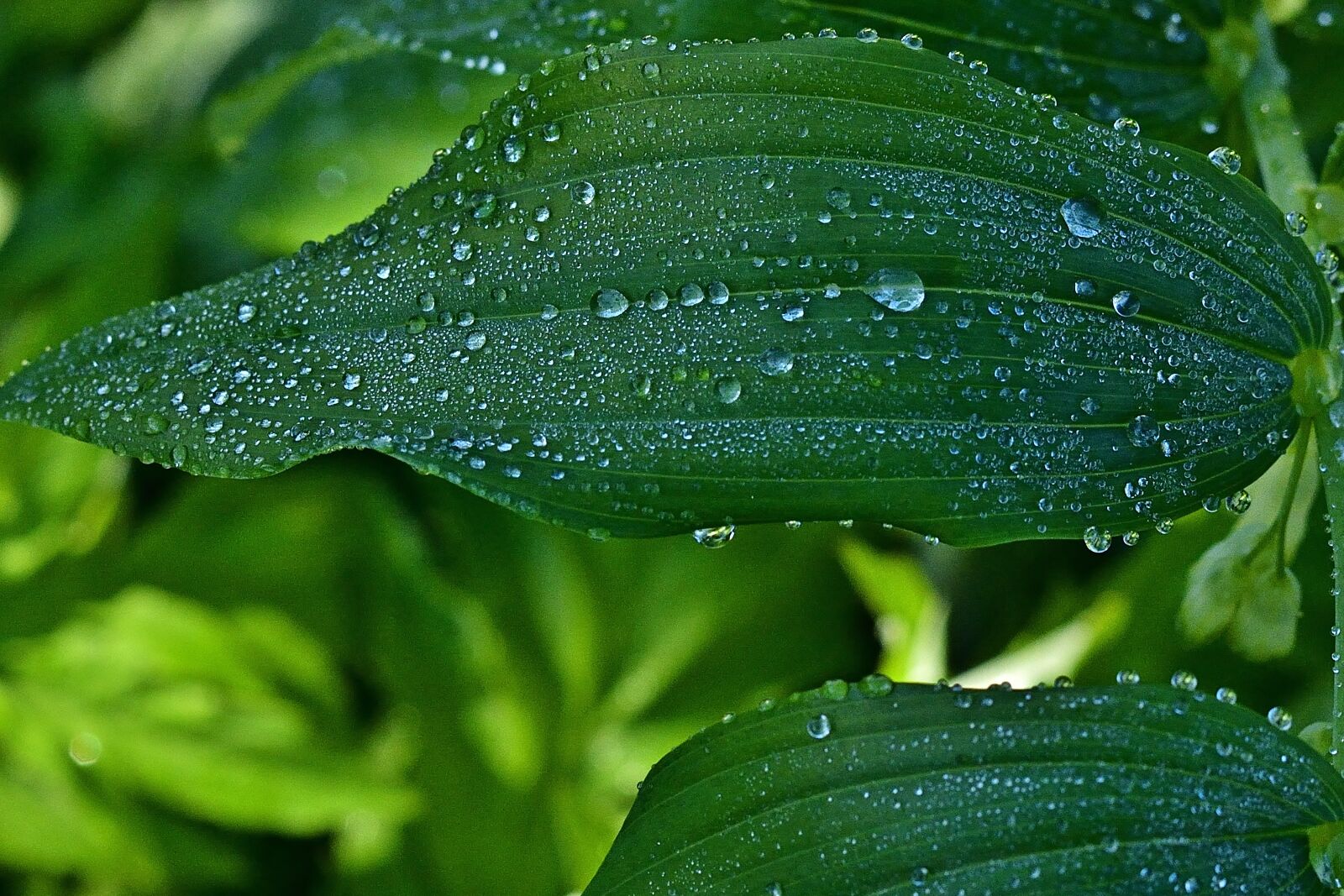Nikon D5200 sample photo. Garden, nature, leaf photography