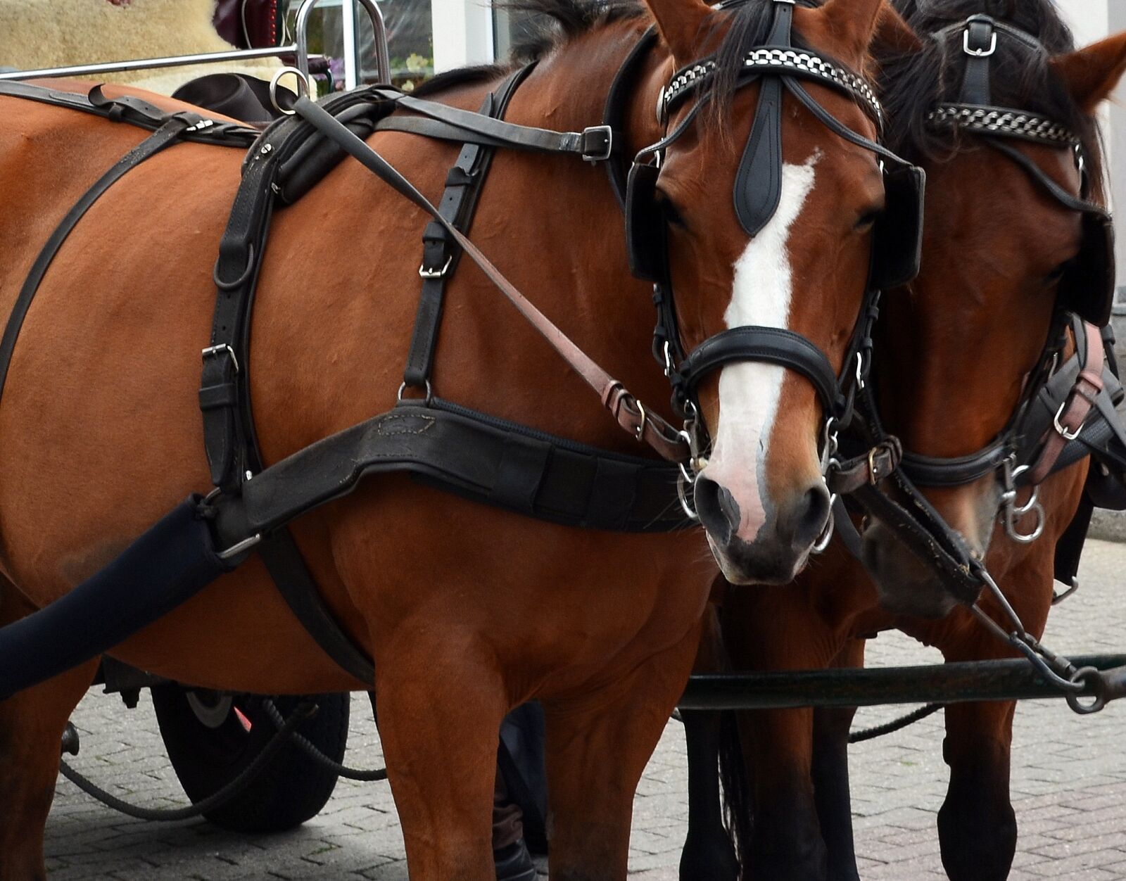Nikon D5100 sample photo. Kutsch horse, horses, coach photography