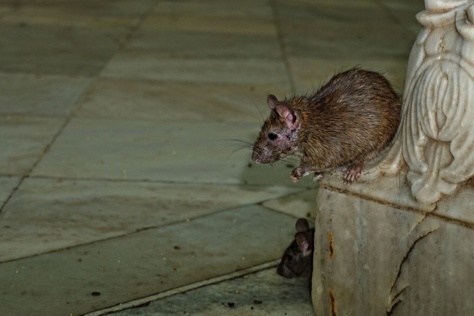 Sony a6000 + Sony E 18-55mm F3.5-5.6 OSS sample photo. Karni-mata-temple, rat, nature photography
