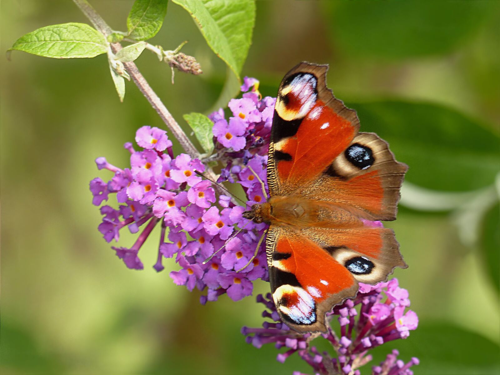 Panasonic Lumix DMC-FZ200 sample photo. Animal, insect, butterfly photography