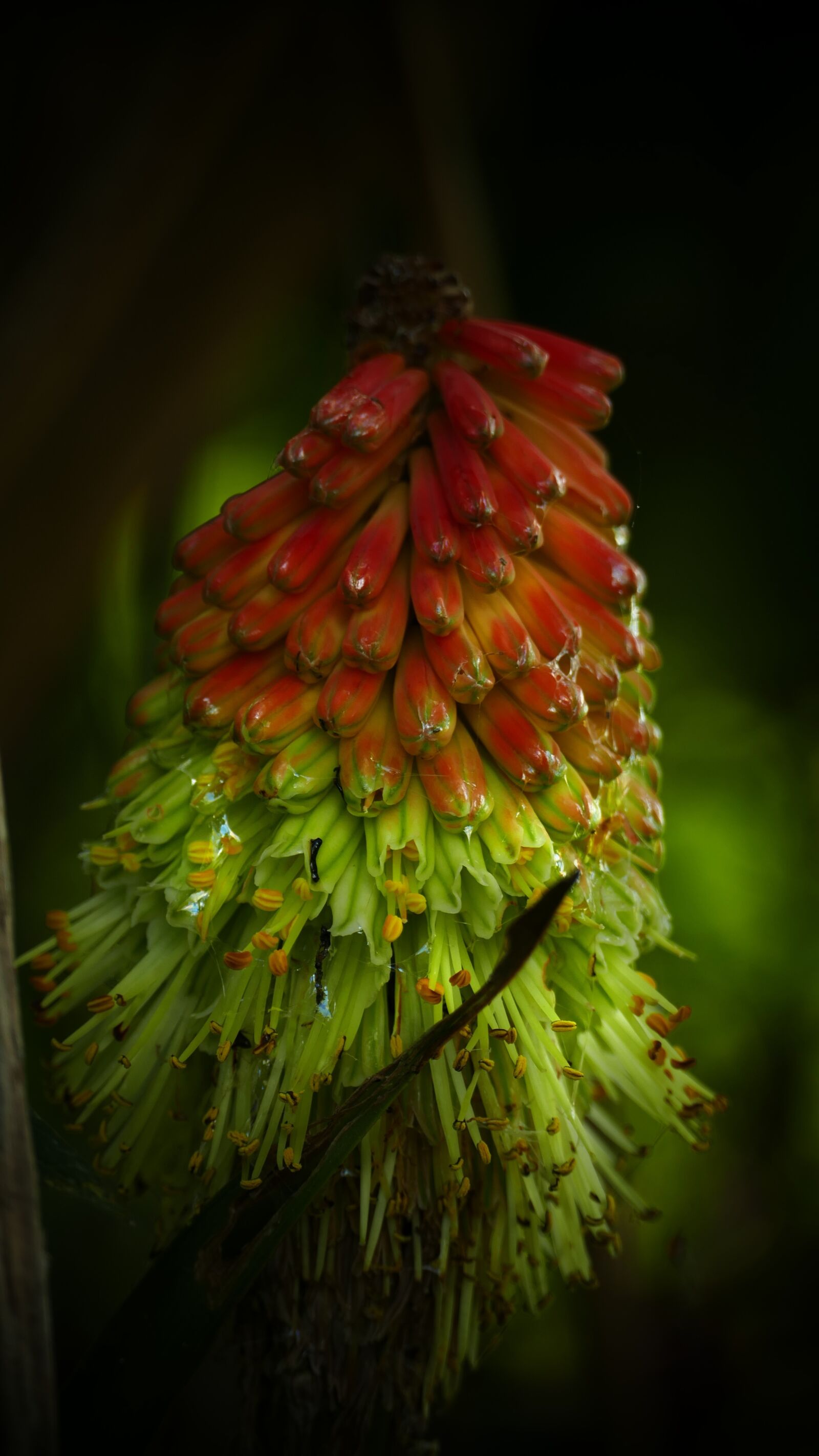 Panasonic Lumix DMC-FZ1000 sample photo. Kniphofia, cake, flower photography