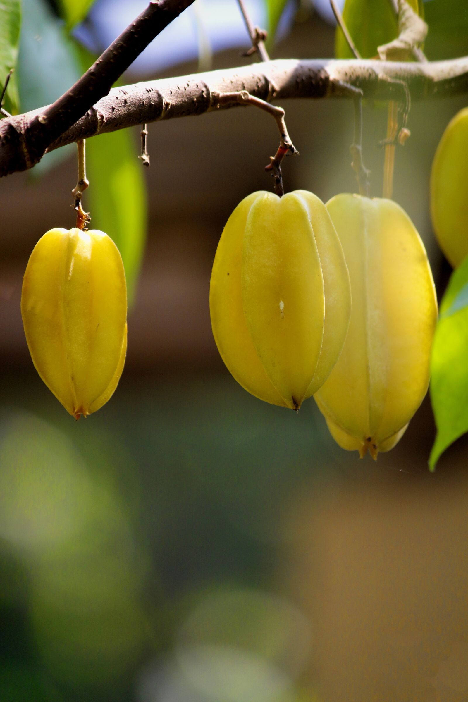 Canon EOS 700D (EOS Rebel T5i / EOS Kiss X7i) sample photo. Carambola, fruit, fresh photography