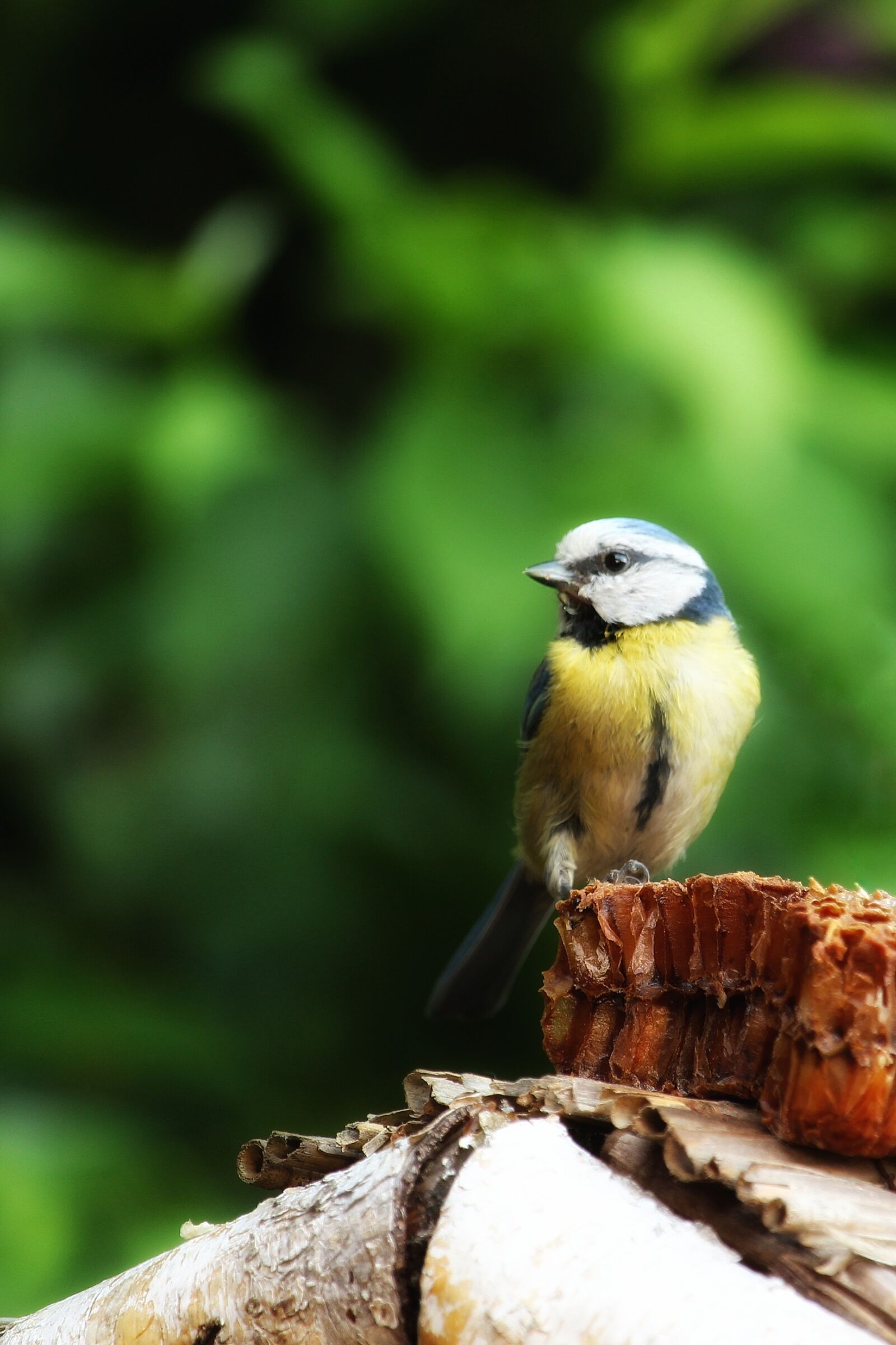 Canon EF-S 55-250mm F4-5.6 IS STM sample photo. Cyanistes caeruleus, blue tit photography