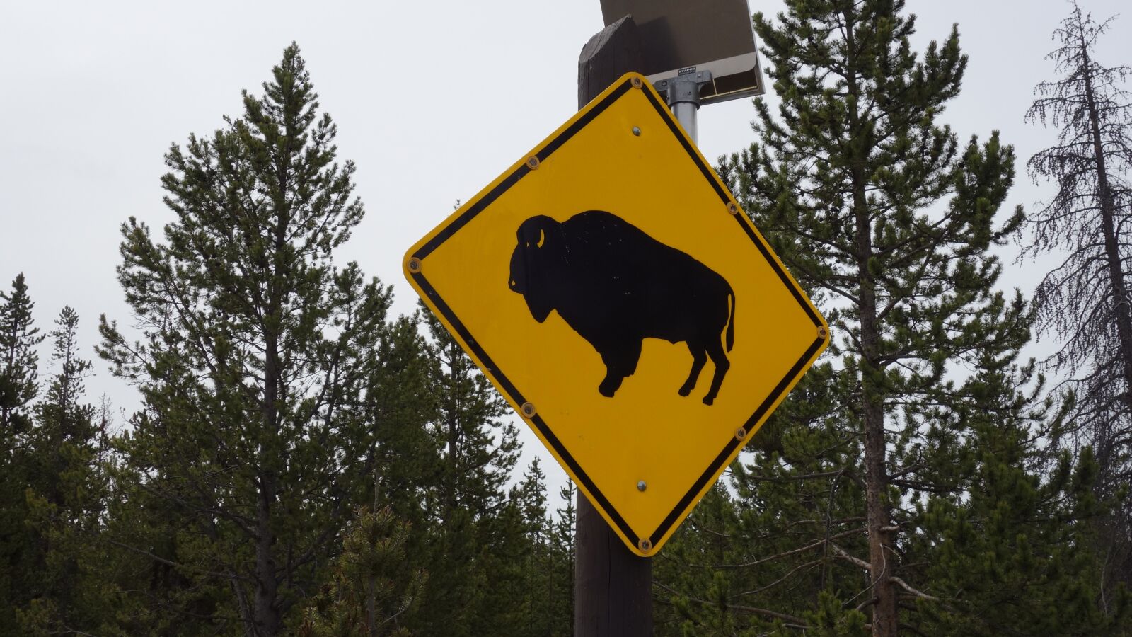Sony Cyber-shot DSC-RX100 sample photo. Bison, buffalo, yellowstone photography