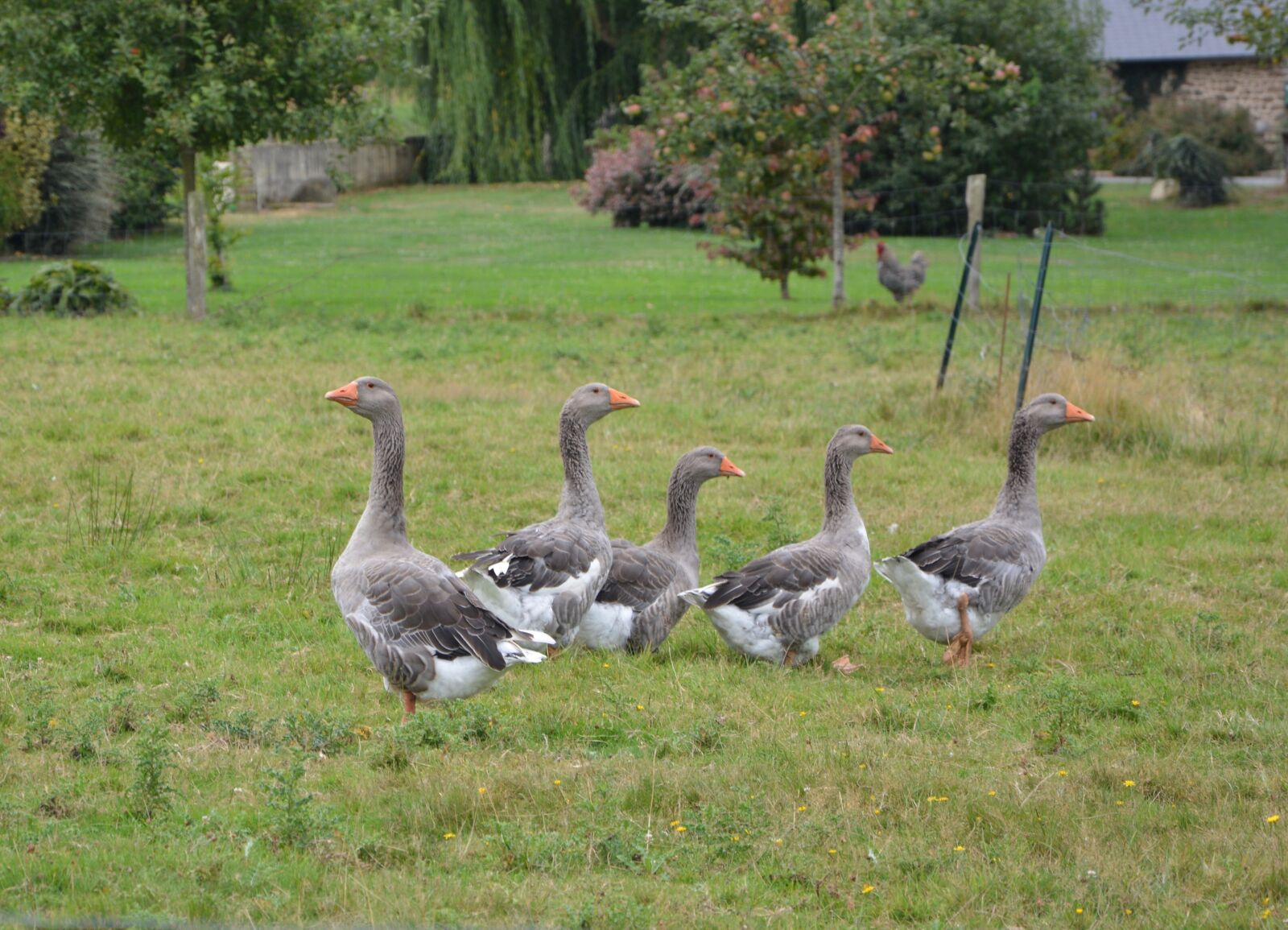 Nikon D5200 sample photo. Geese, color grey white photography