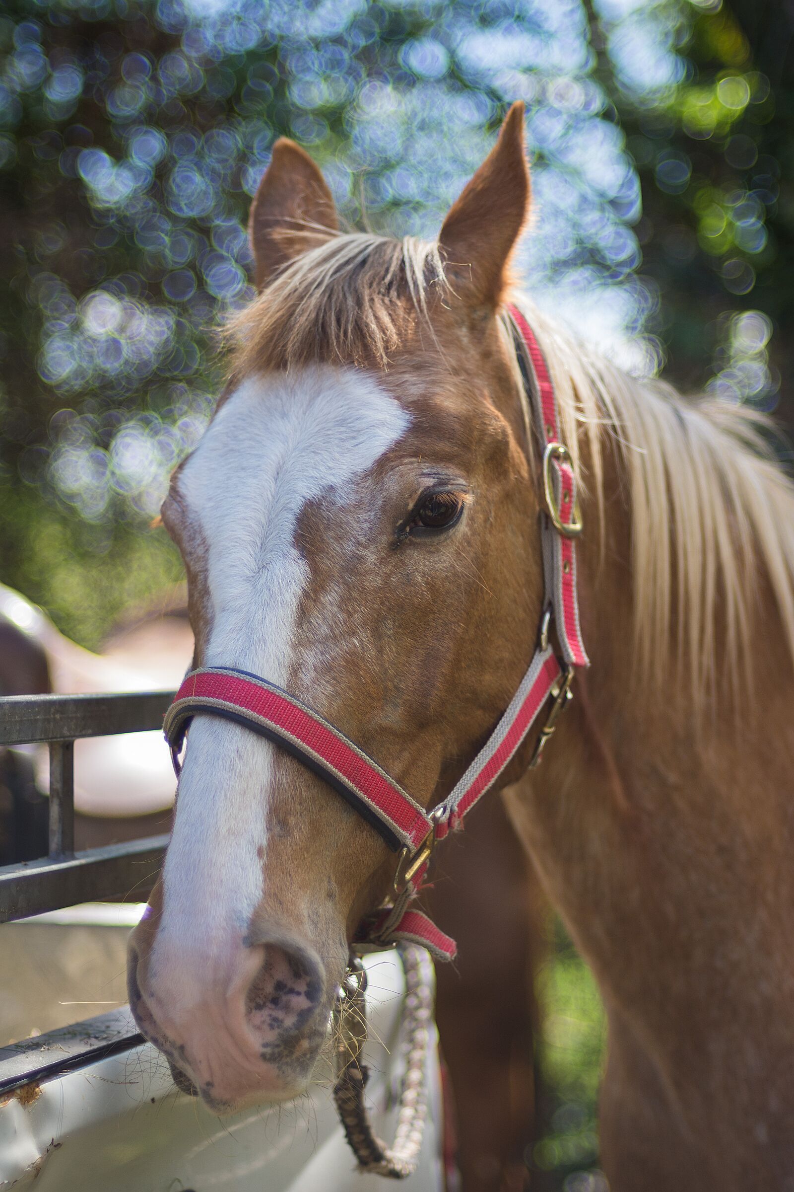 Nikon D7200 sample photo. Portrait, horse, summer photography