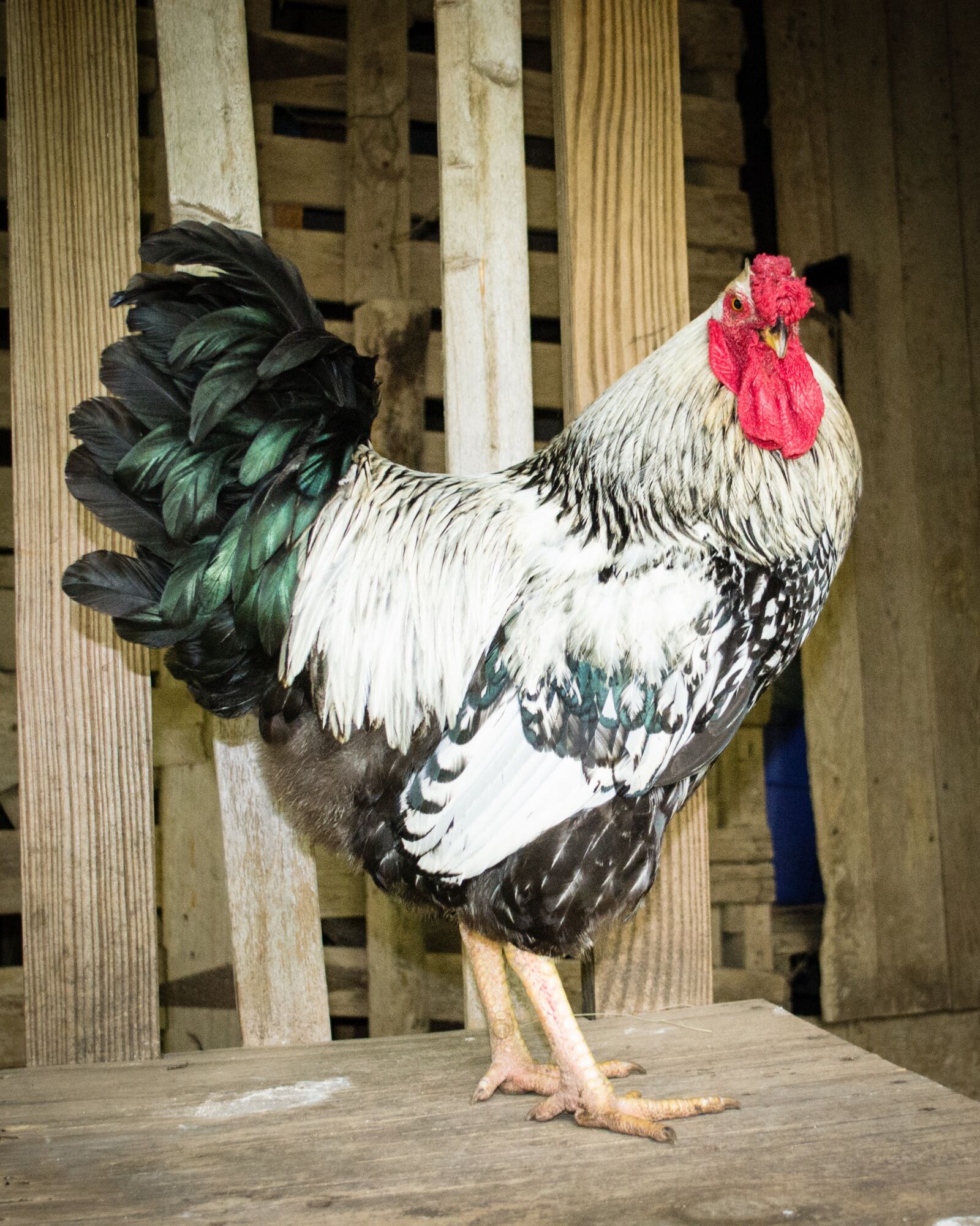 Nikon D3100 sample photo. Rooster, farm, livestock photography