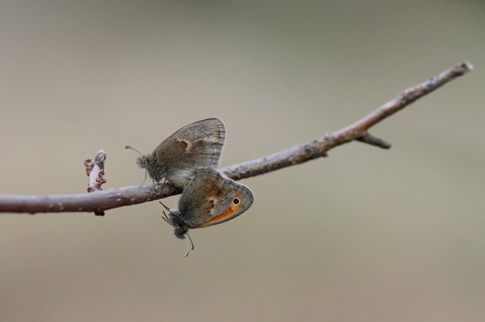 Canon EOS 700D (EOS Rebel T5i / EOS Kiss X7i) + Canon EF 85mm F1.8 USM sample photo. Butterflies, mating, love photography