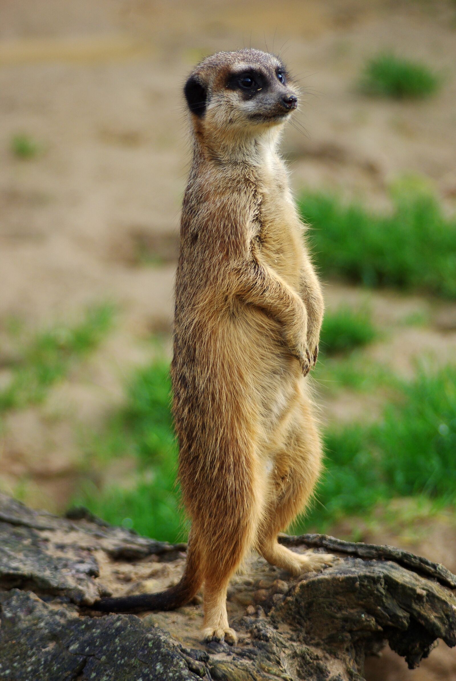 Pentax K-m (K2000) sample photo. Meerkat, animal, zoo photography