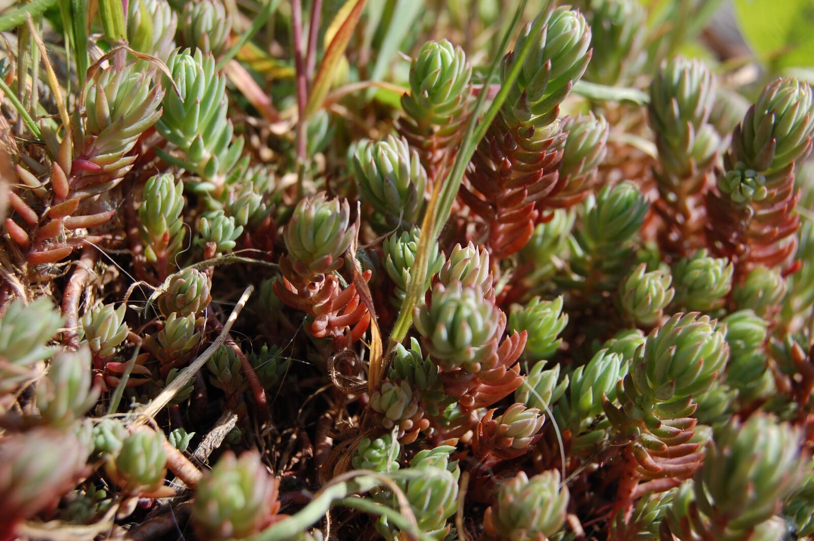 Nikon D40 sample photo. Plant, rockery, garden photography