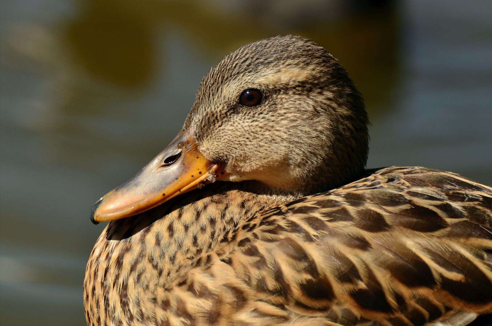 Nikon D5100 sample photo. Mallard, duck, female mallard photography