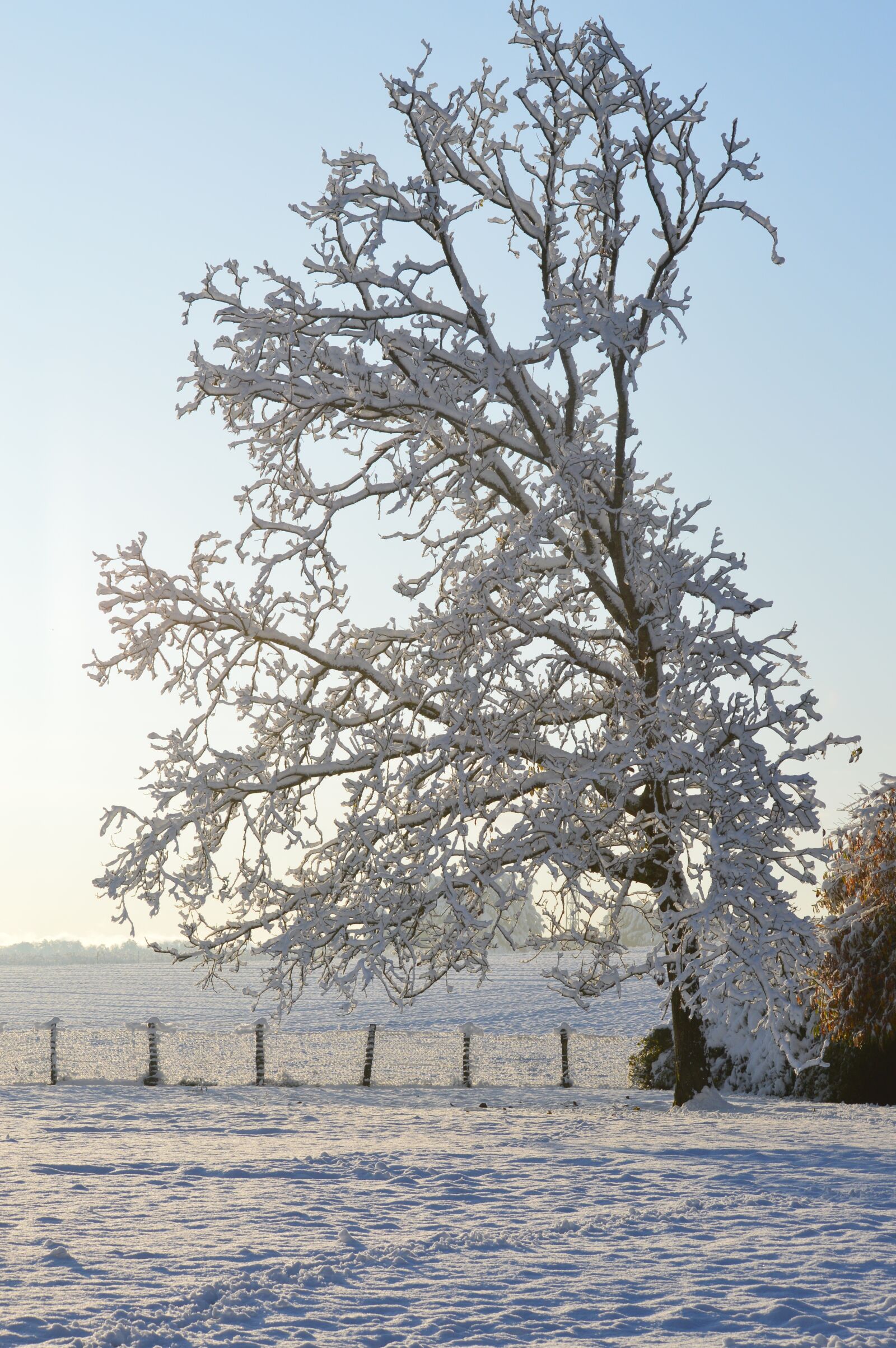 Nikon D3200 sample photo. Isolated tree, winter landscape photography