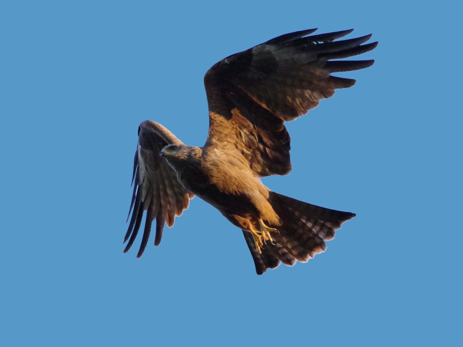 Pentax K-70 sample photo. Black milan, bird of photography