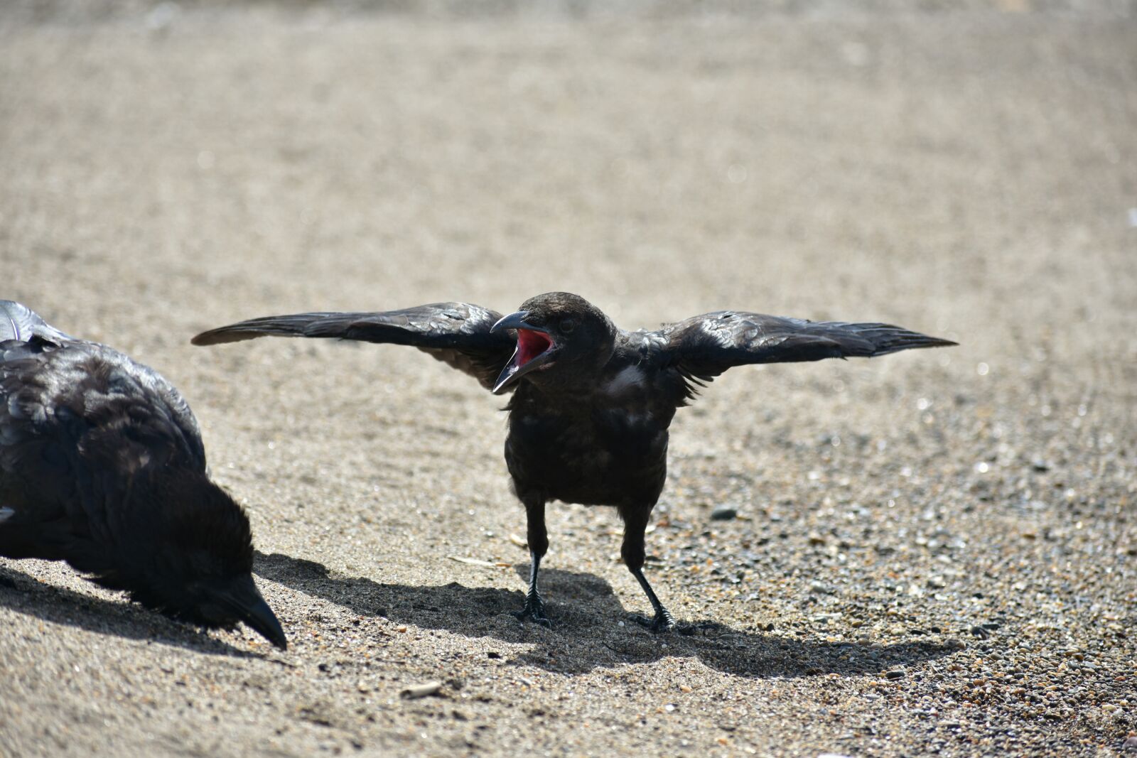 Nikon D7200 sample photo. Animal, beach, bird photography