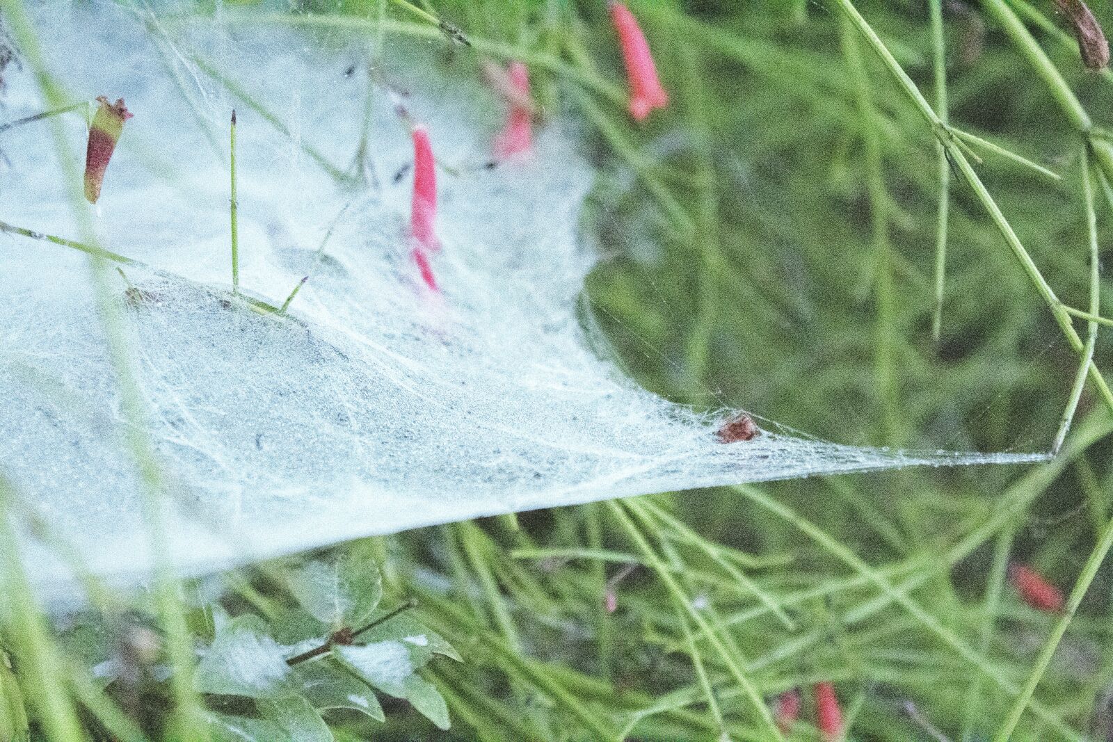 Canon EOS 1300D (EOS Rebel T6 / EOS Kiss X80) sample photo. Cobweb, flower, biology photography