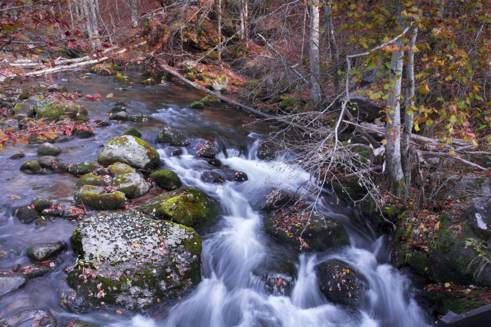 Nikon D7100 sample photo. Autumn, nature, water photography