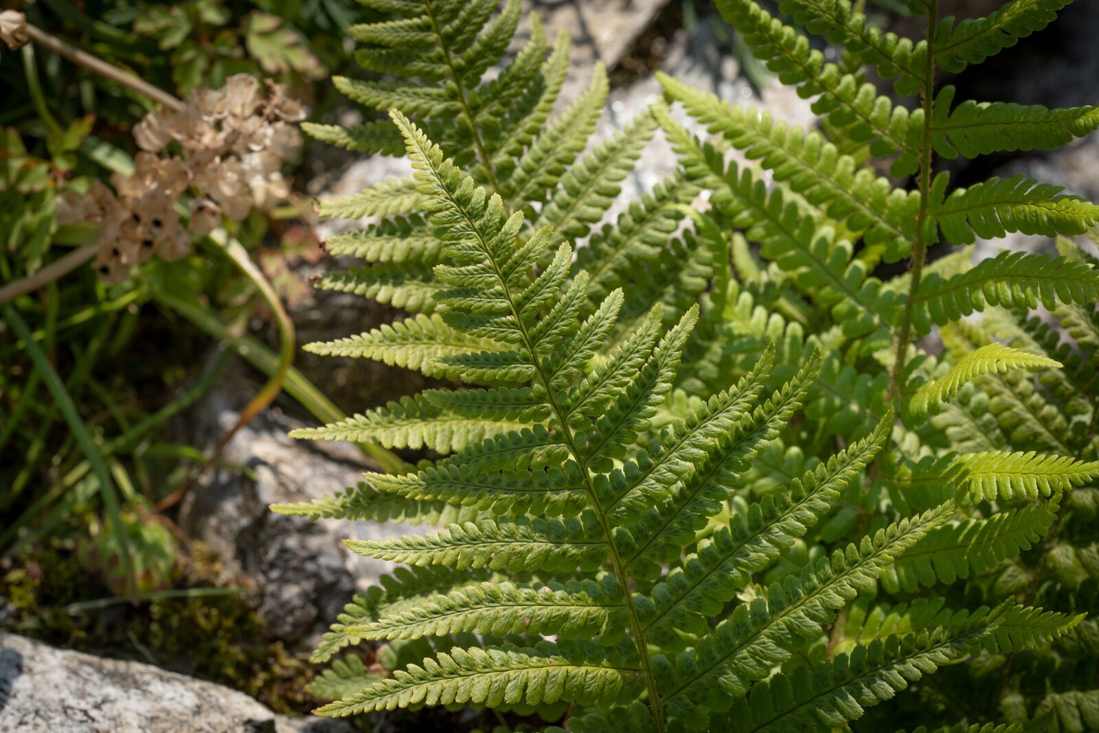 Nikon D750 sample photo. Fern, green, plant photography