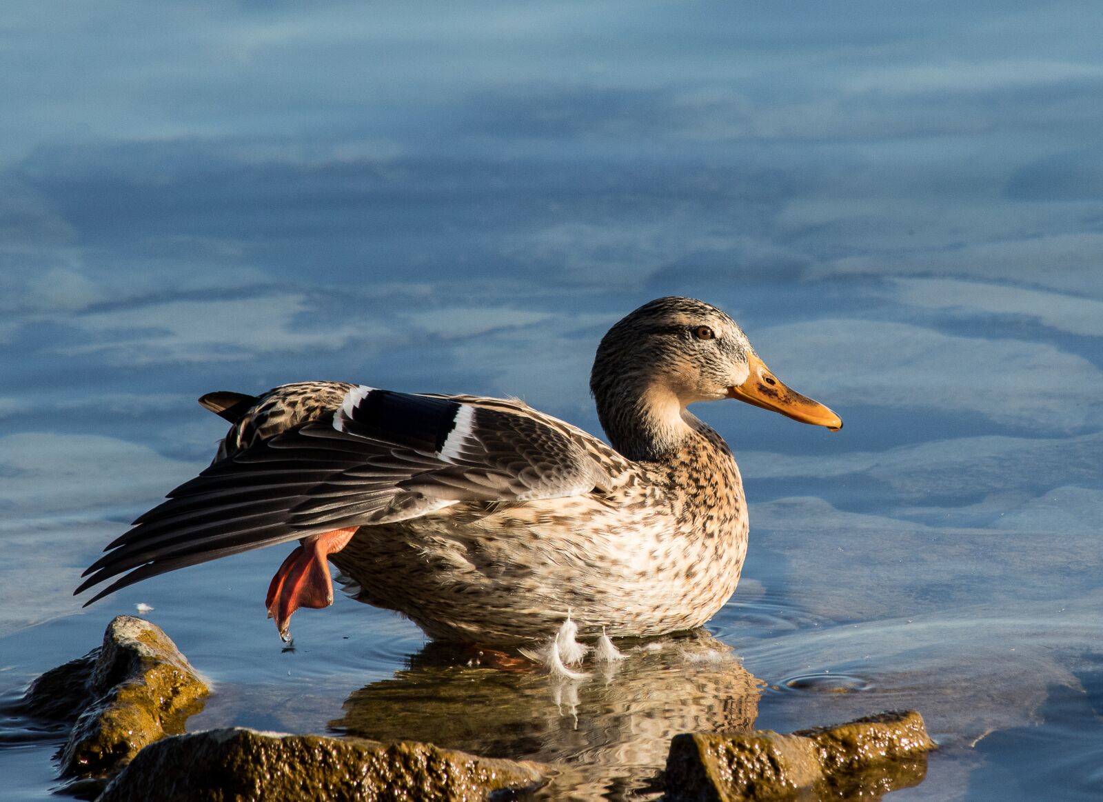 Canon EF 70-300mm F4-5.6 IS USM sample photo. Mallard, duck, bird photography
