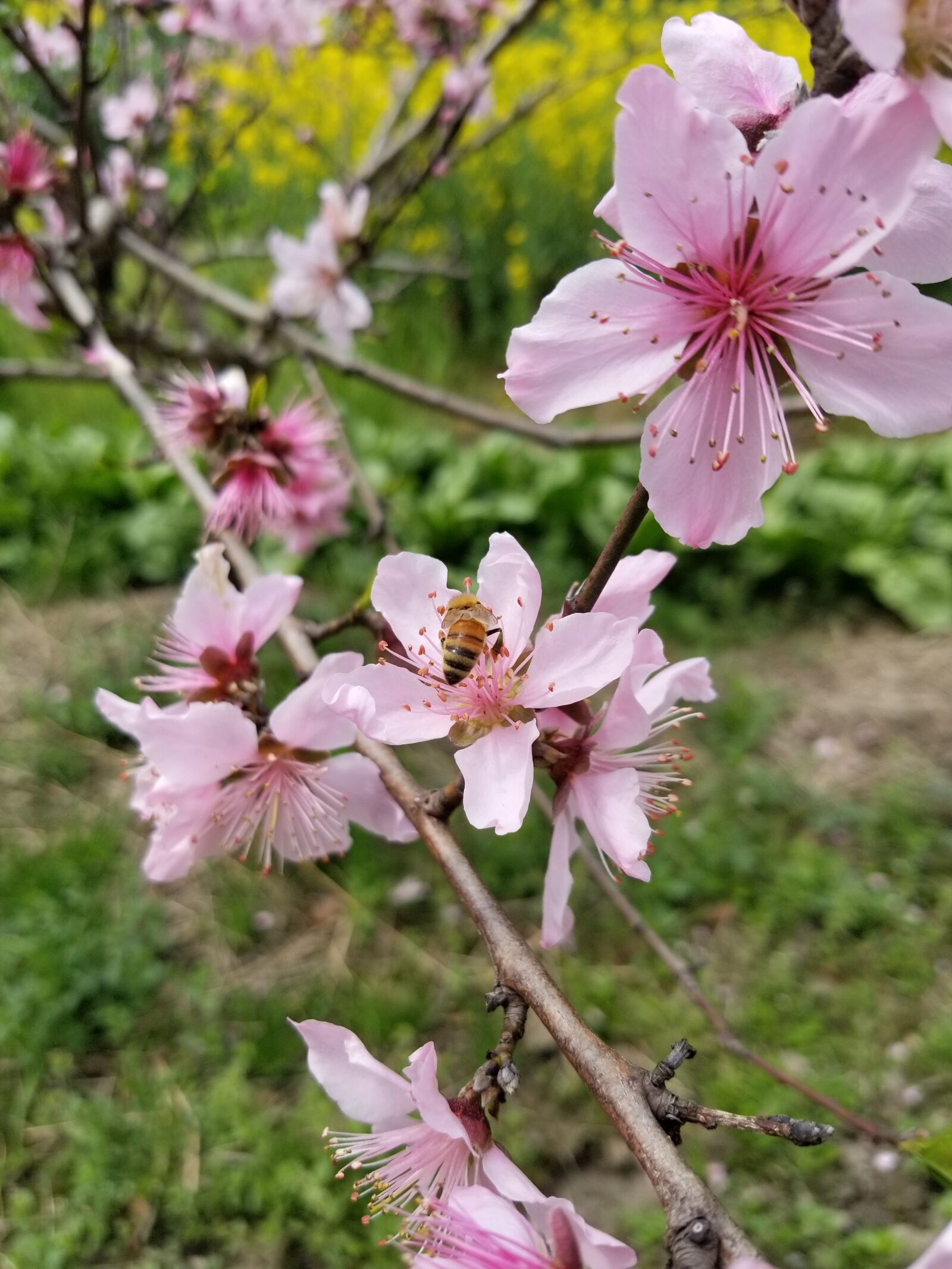 Samsung Galaxy S8 sample photo. Spring, spring equinox, peach photography
