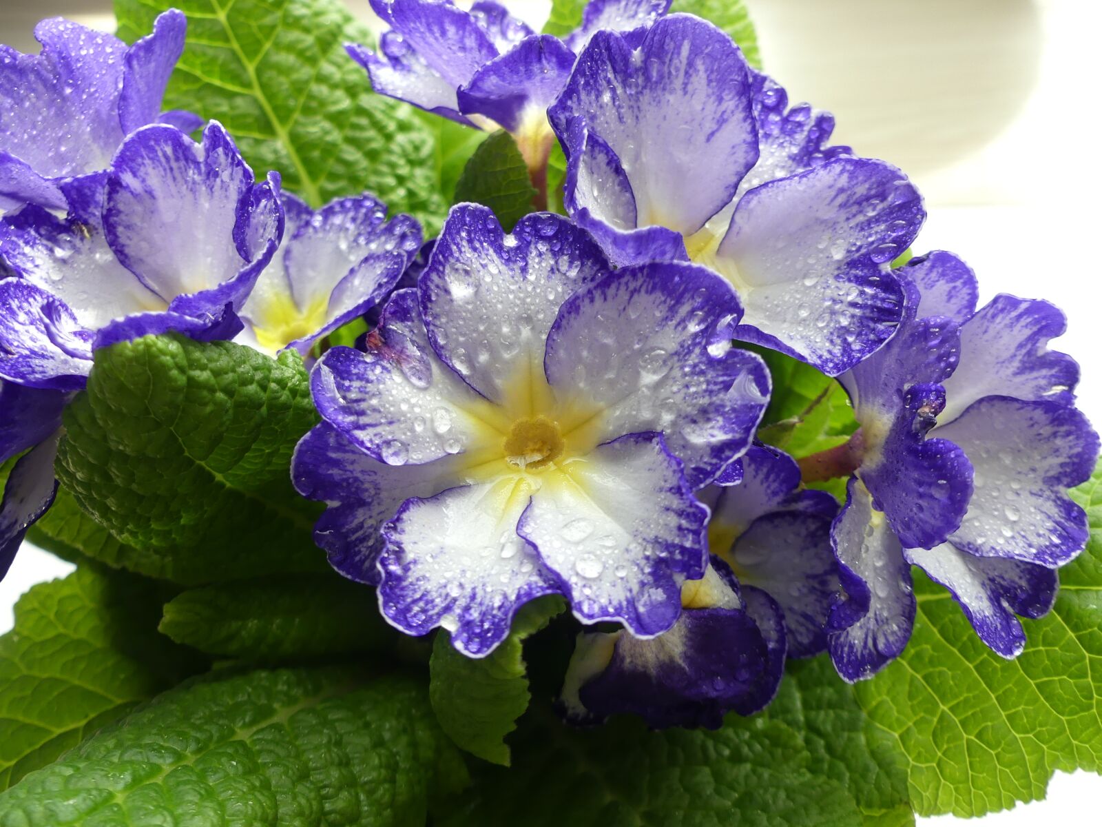 Panasonic Lumix DMC-FZ300 sample photo. Primrose, flowers, spring photography
