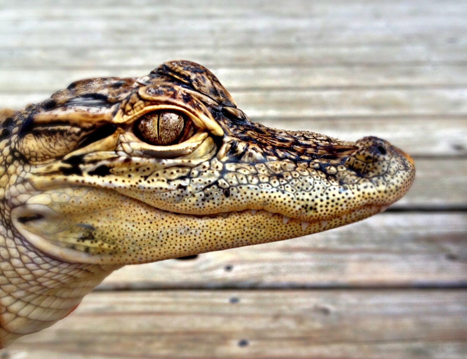 Apple iPhone 4S sample photo. Alligator, zoo, animal photography