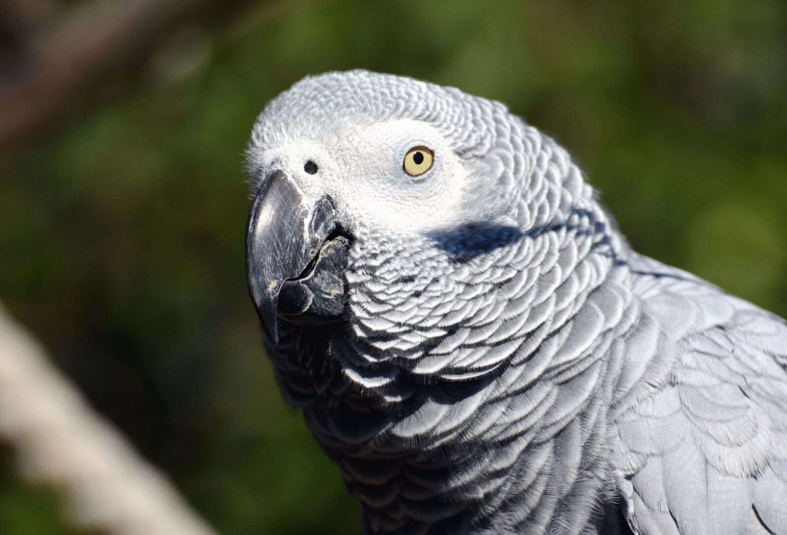 Nikon D5200 sample photo. Parakeet, bird, beak, feather photography